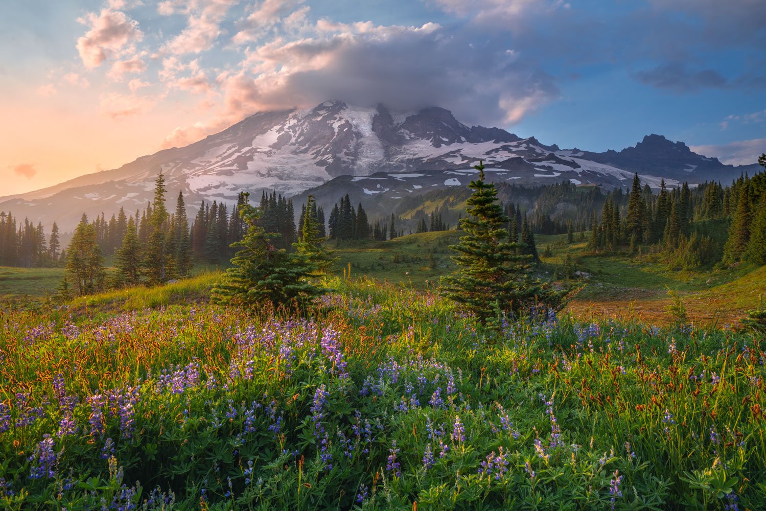 Landscape photo metal print of Mt Rainier wildflowers at sunset | Mt Rainier National Park Nature Photography prints for sale