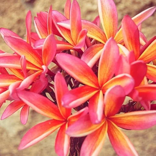 Nearby Florals
