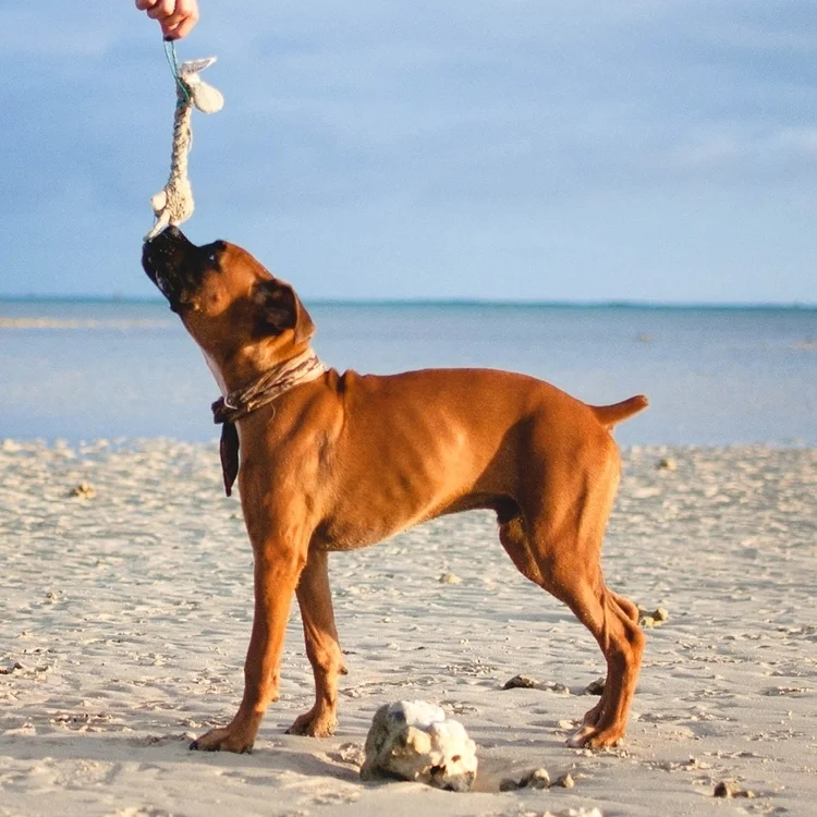 Hickam Dog Beach