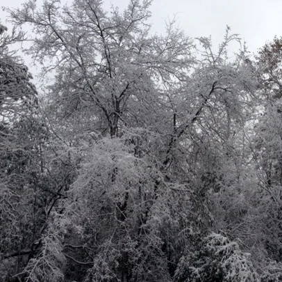 Rare Snow Day
