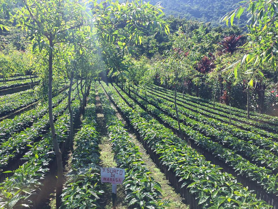 One day these little coffee plants will be planted and start producing some of Guatemala's best coffee.
