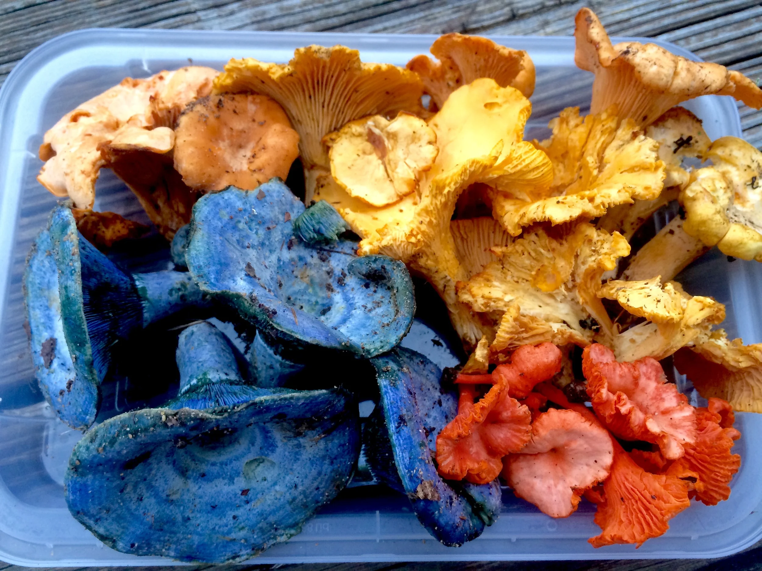 Foraged & Edible Mushrooms