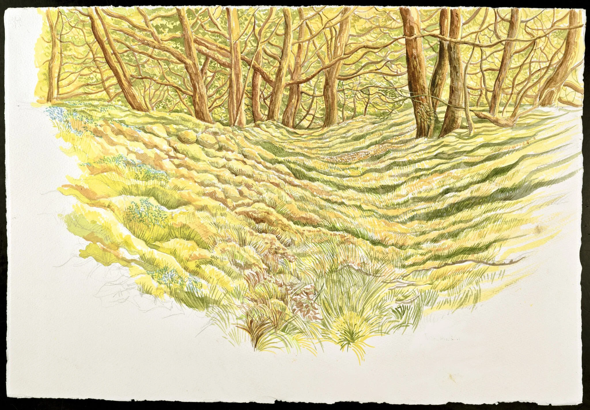 Bluebell wood - Coed clychau’r gog