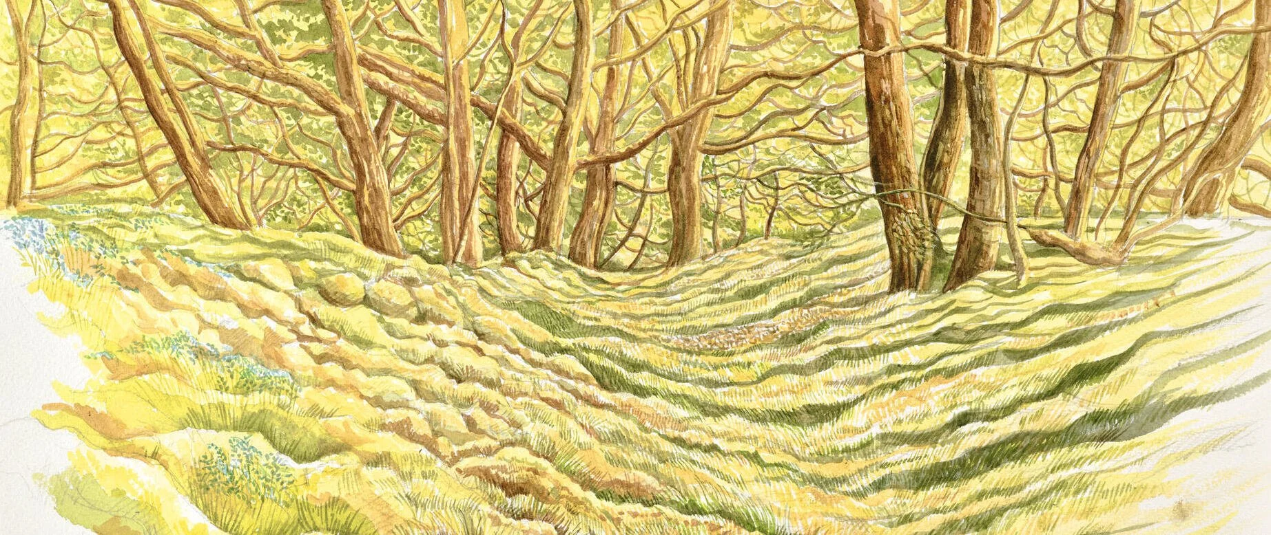 hero-bluebell_wood.jpg