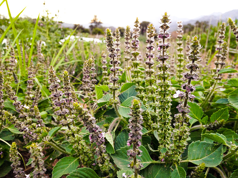 MY FAVORITE HERB THIS FALL IS TULSI (HOLY BASIL) Highly sattvic in nature, it heightens awareness & promotes mental clarity.Tulsi is one of the most sacred plants in India, and is often kept in courtyards and houses for its purifying and beneficial influence on its surroundings. Tulsi promotes healthy circulation and supports proper function of the heart. It strengthens digestion and bolsters the immune system. It is said to open the heart and mind and bestow the energy of love and devotion. I LOVE the tincture, it is more potent than drinking the tea. To get it CLICK HERE .