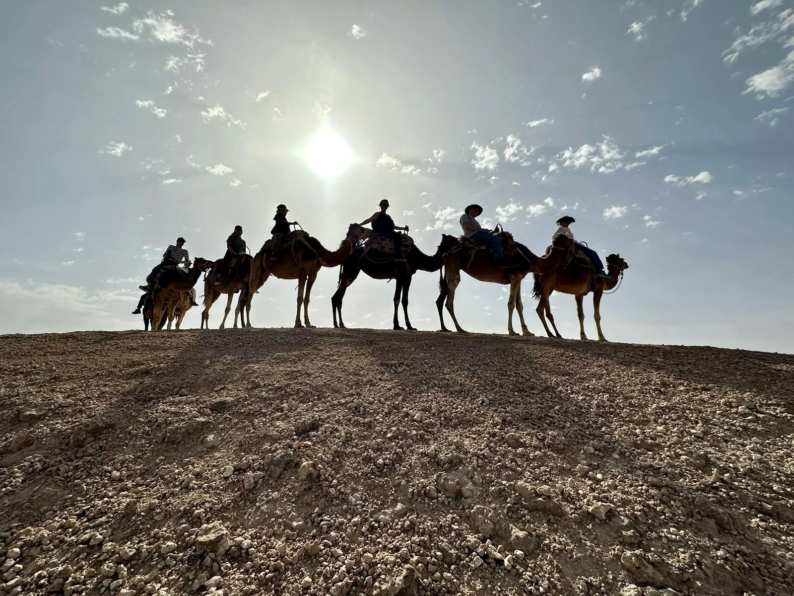 desertcamel.jpg
