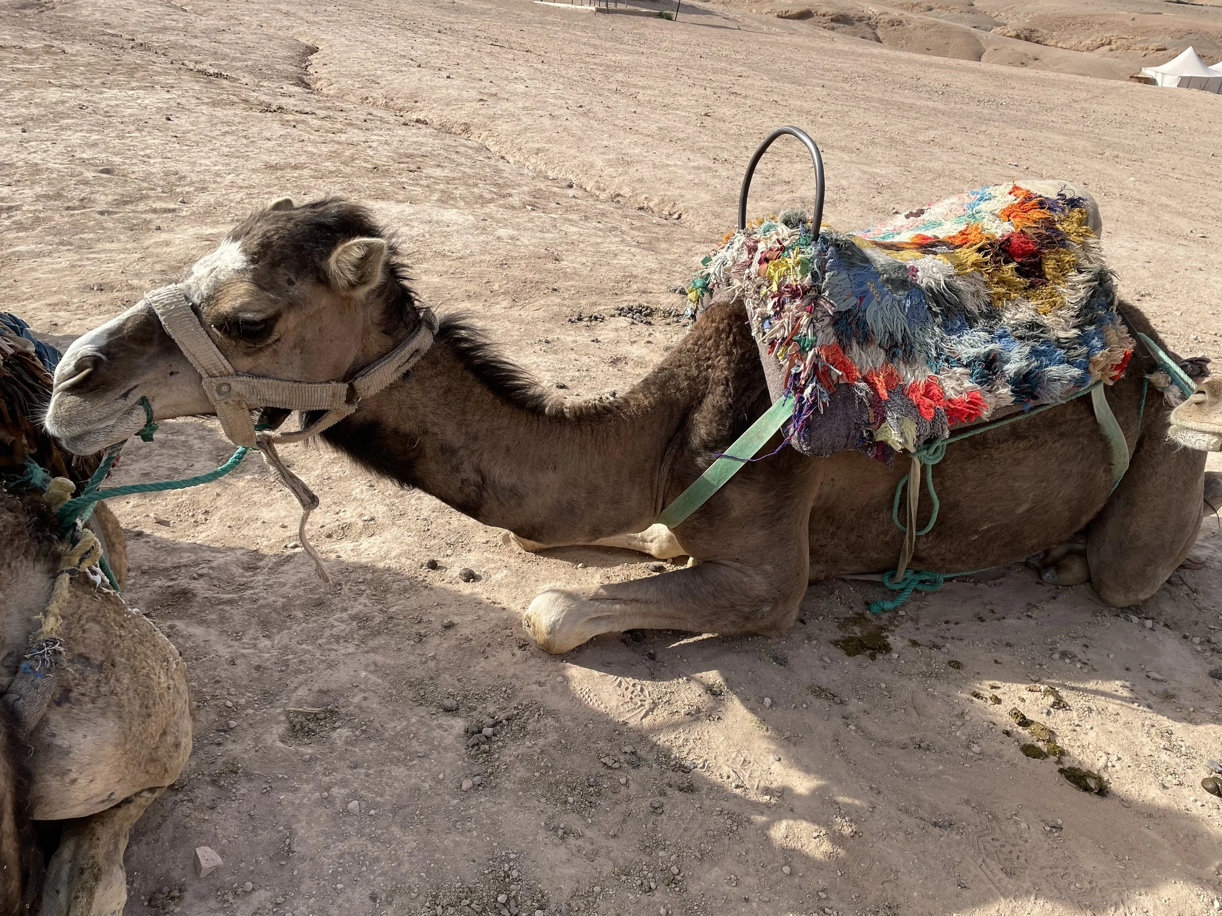 desertcamel copy.jpg