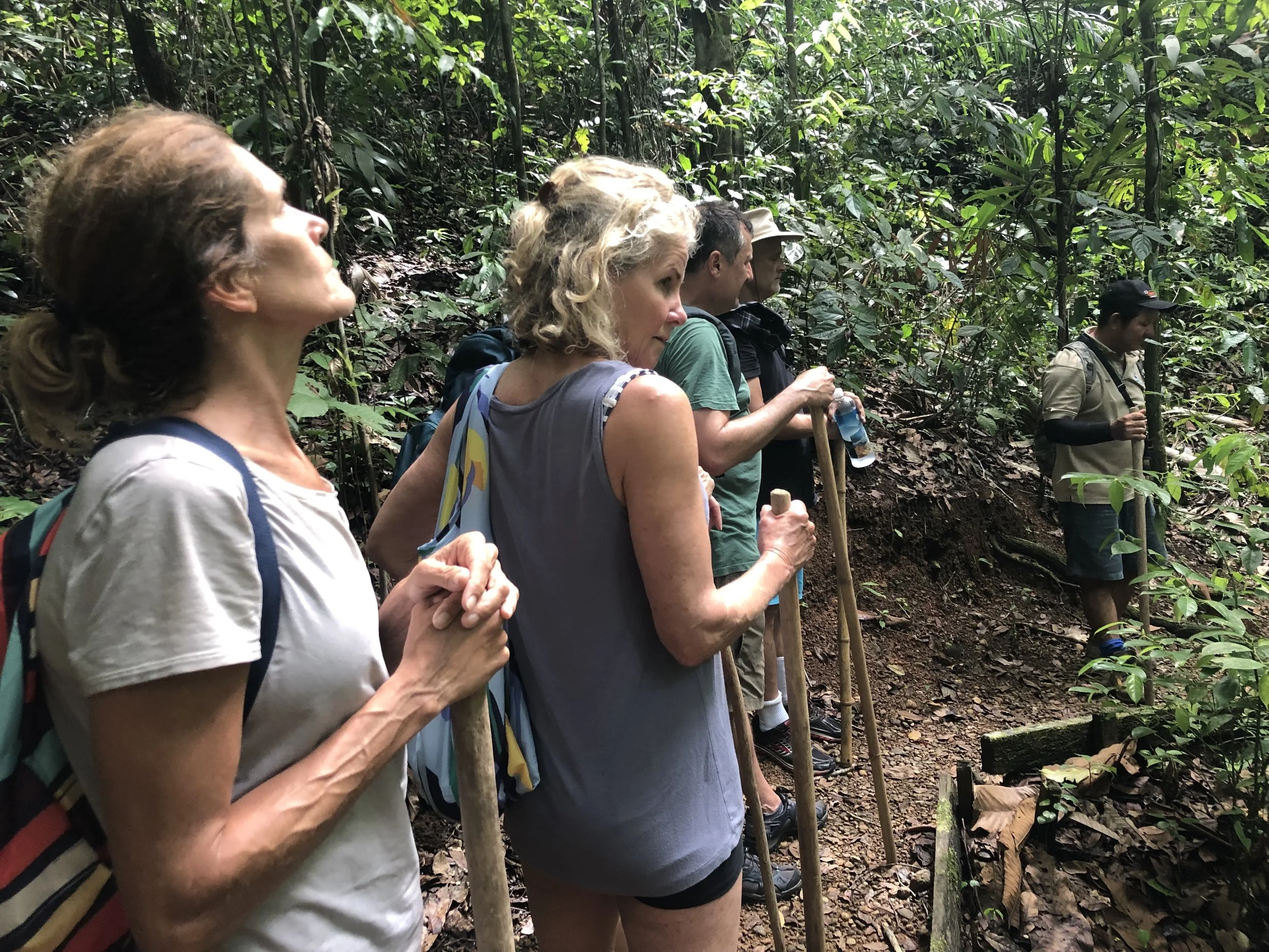 A group of people hiking through a dense, green forest, some holding walking sticks and water bottles, focused on the trail. Yoga retreat in Costa Rica led by Vivica Schwartz. 