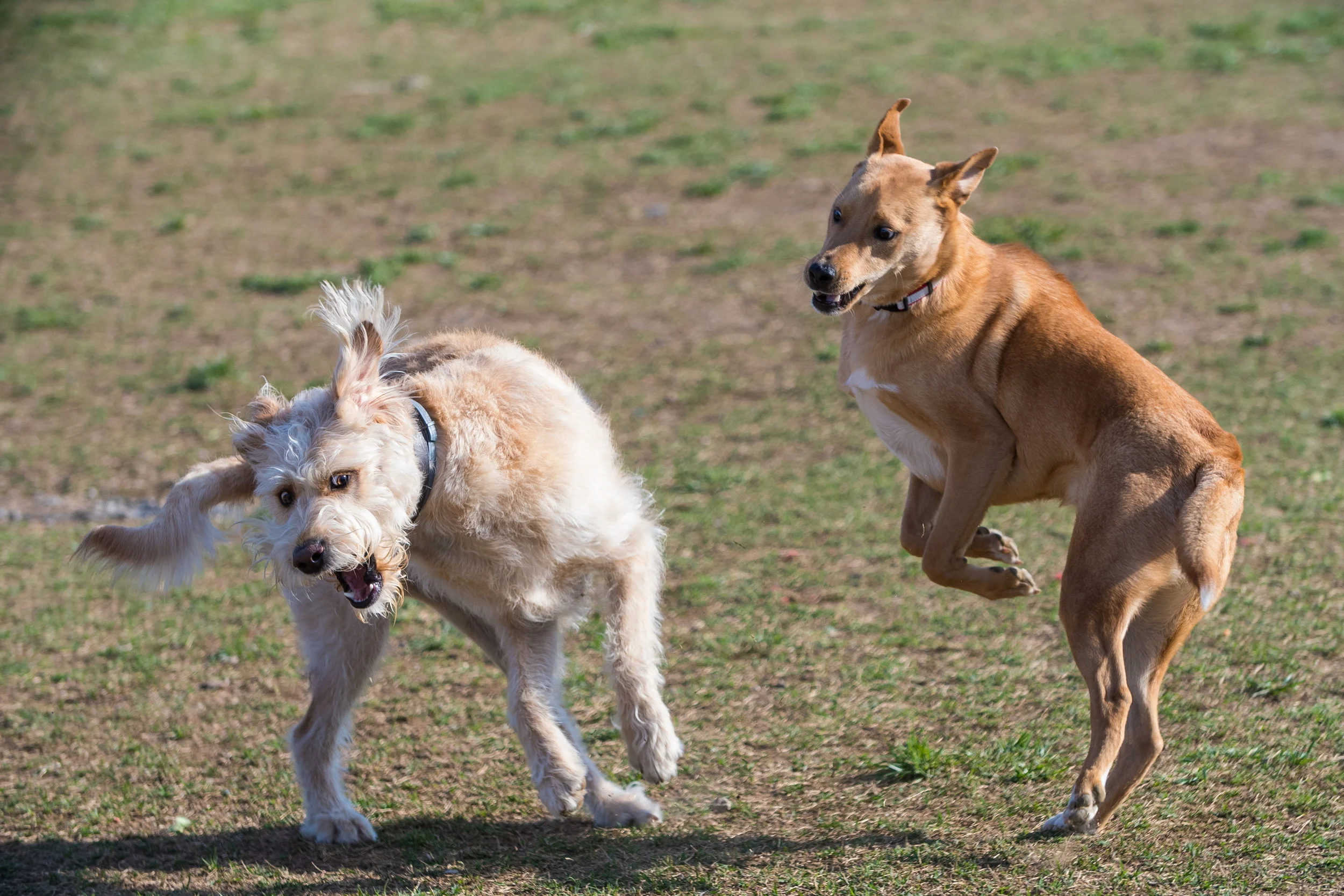 Dog Park (12 of 32).jpg