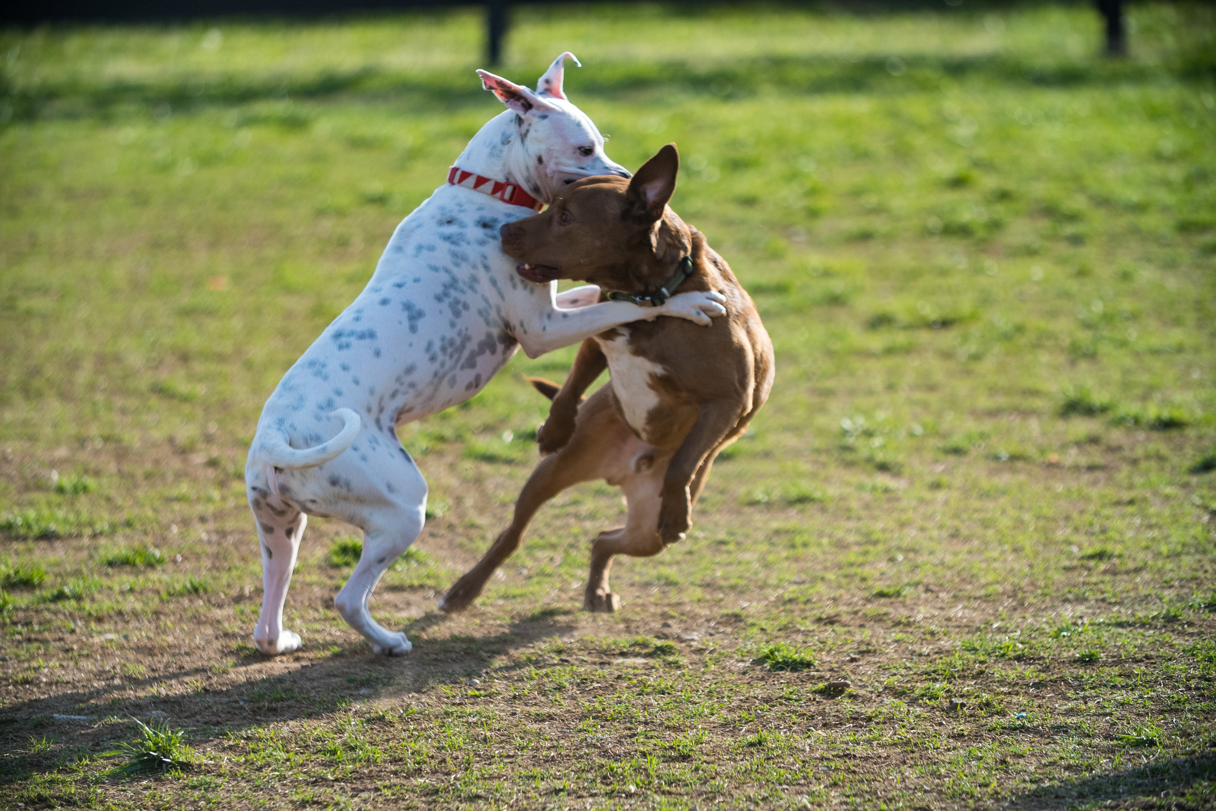 Dog Park (27 of 32).jpg