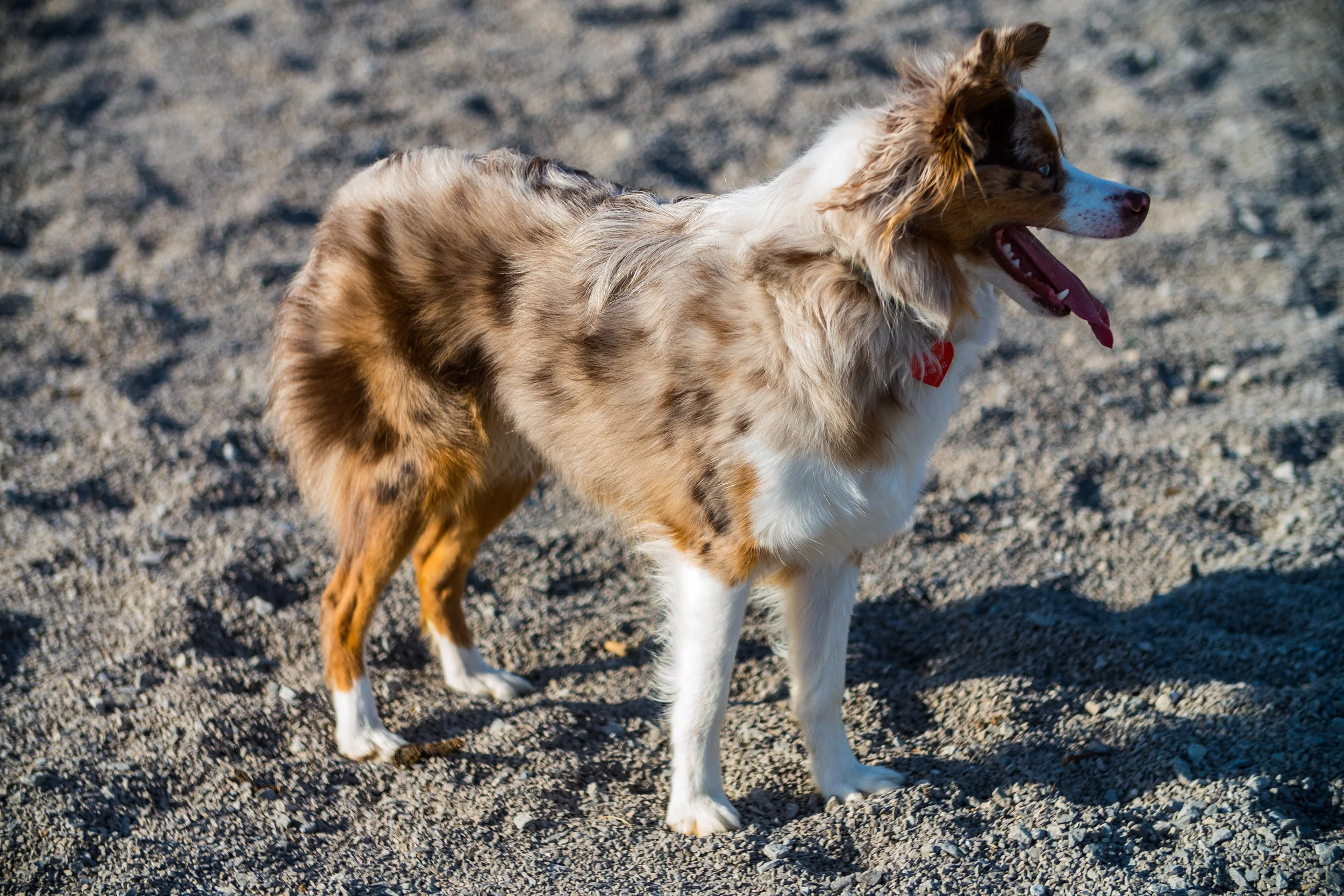 Dog Park (29 of 32).jpg