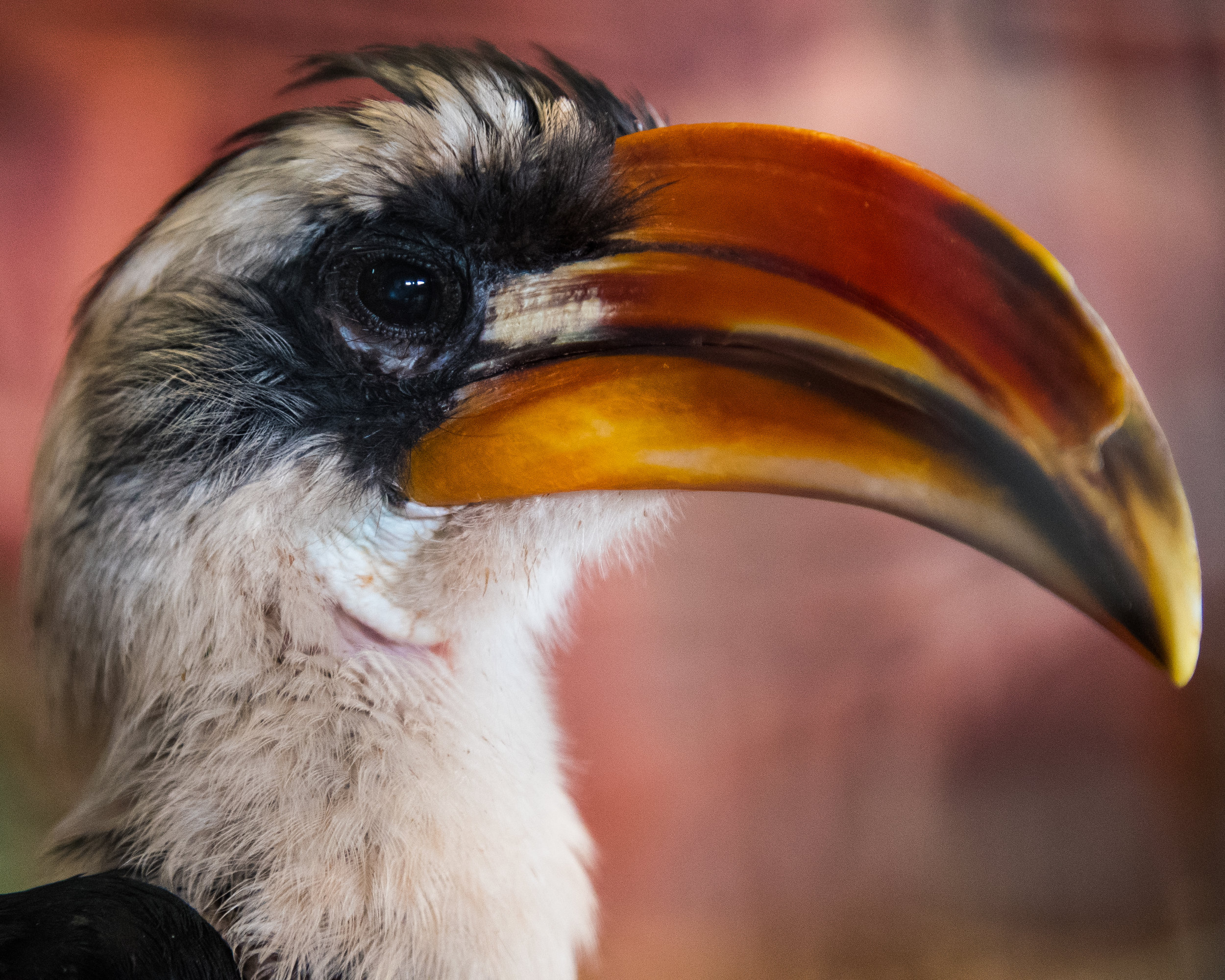 OKC Zoo 3-29 (5 of 24).jpg