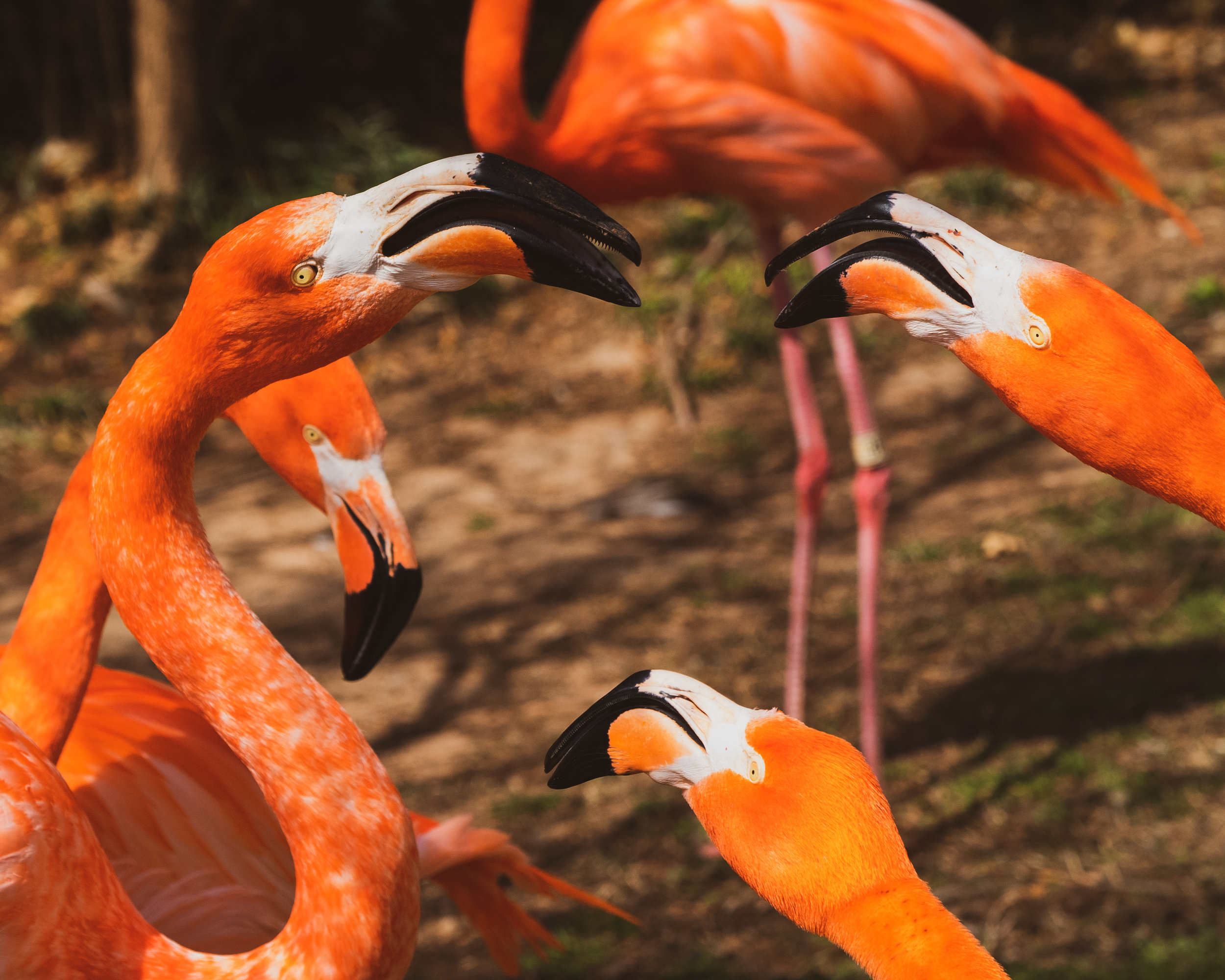 OKC Zoo 3-29 (8 of 24).jpg