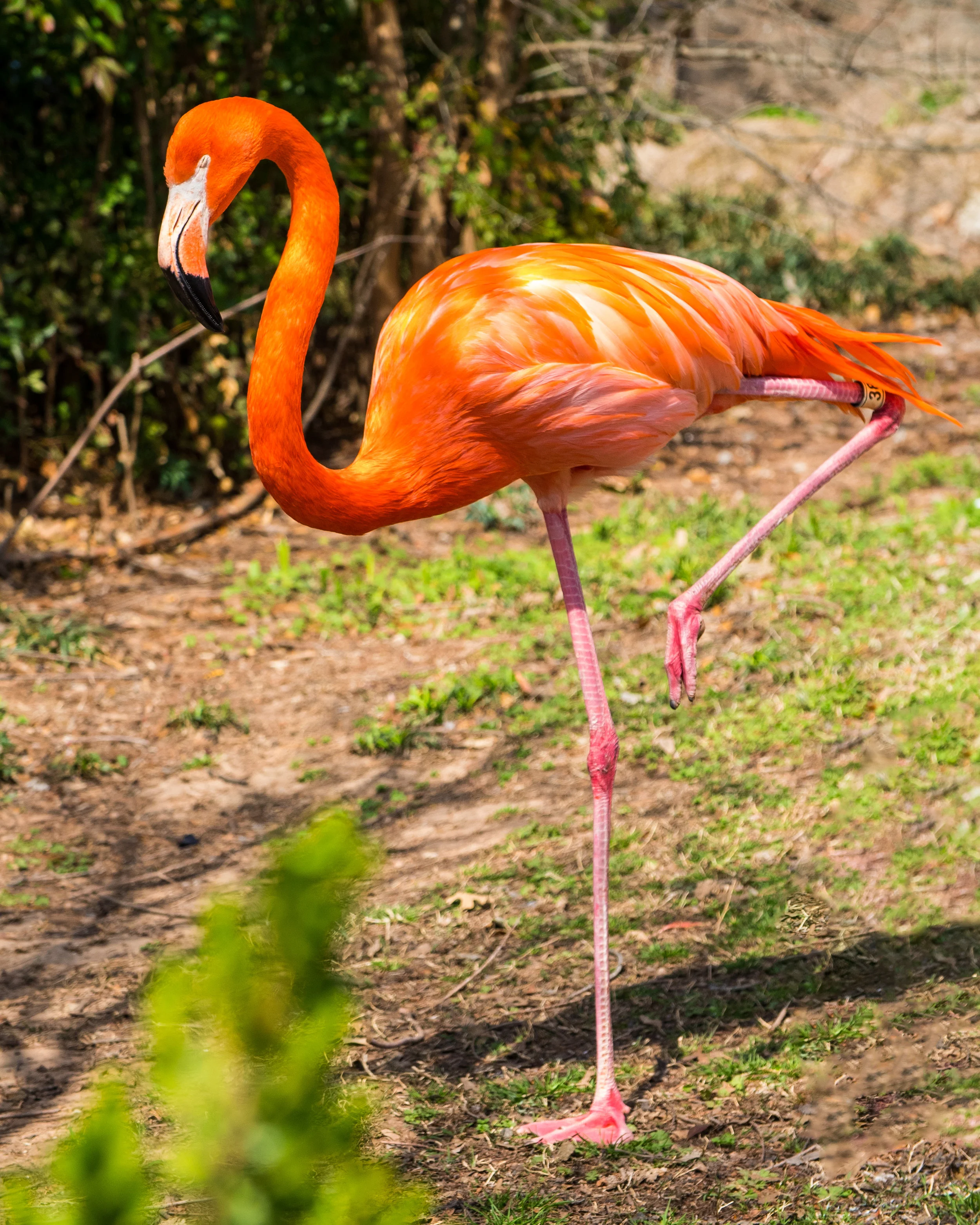 OKC Zoo 3-29 (9 of 24).jpg