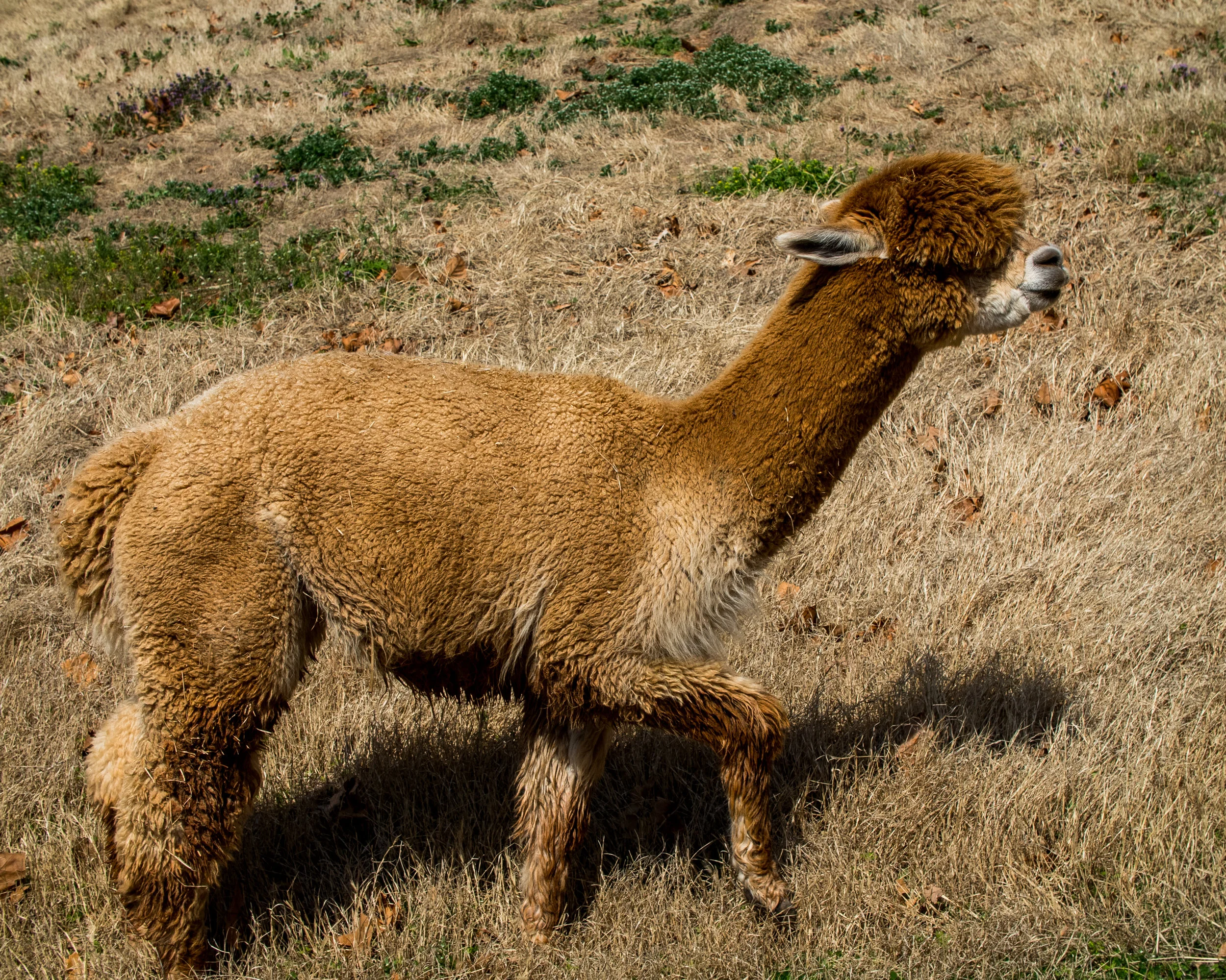 OKC Zoo 3-29 (11 of 24).jpg