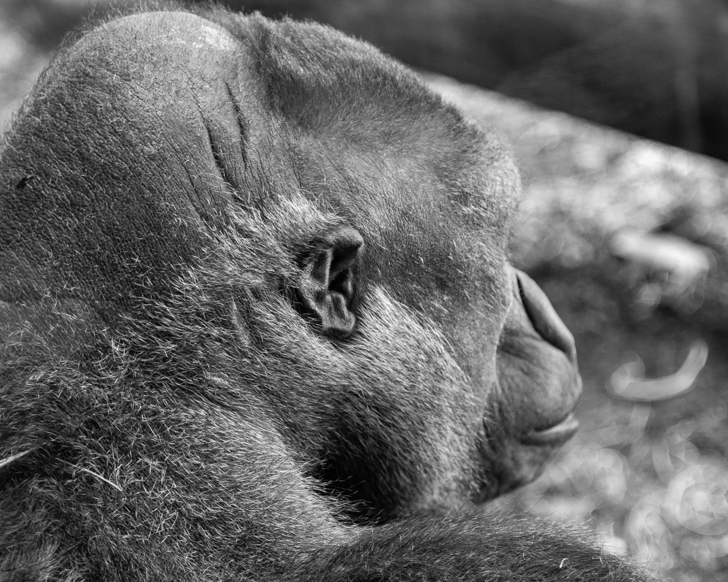 OKC Zoo 3-29 (15 of 24).jpg