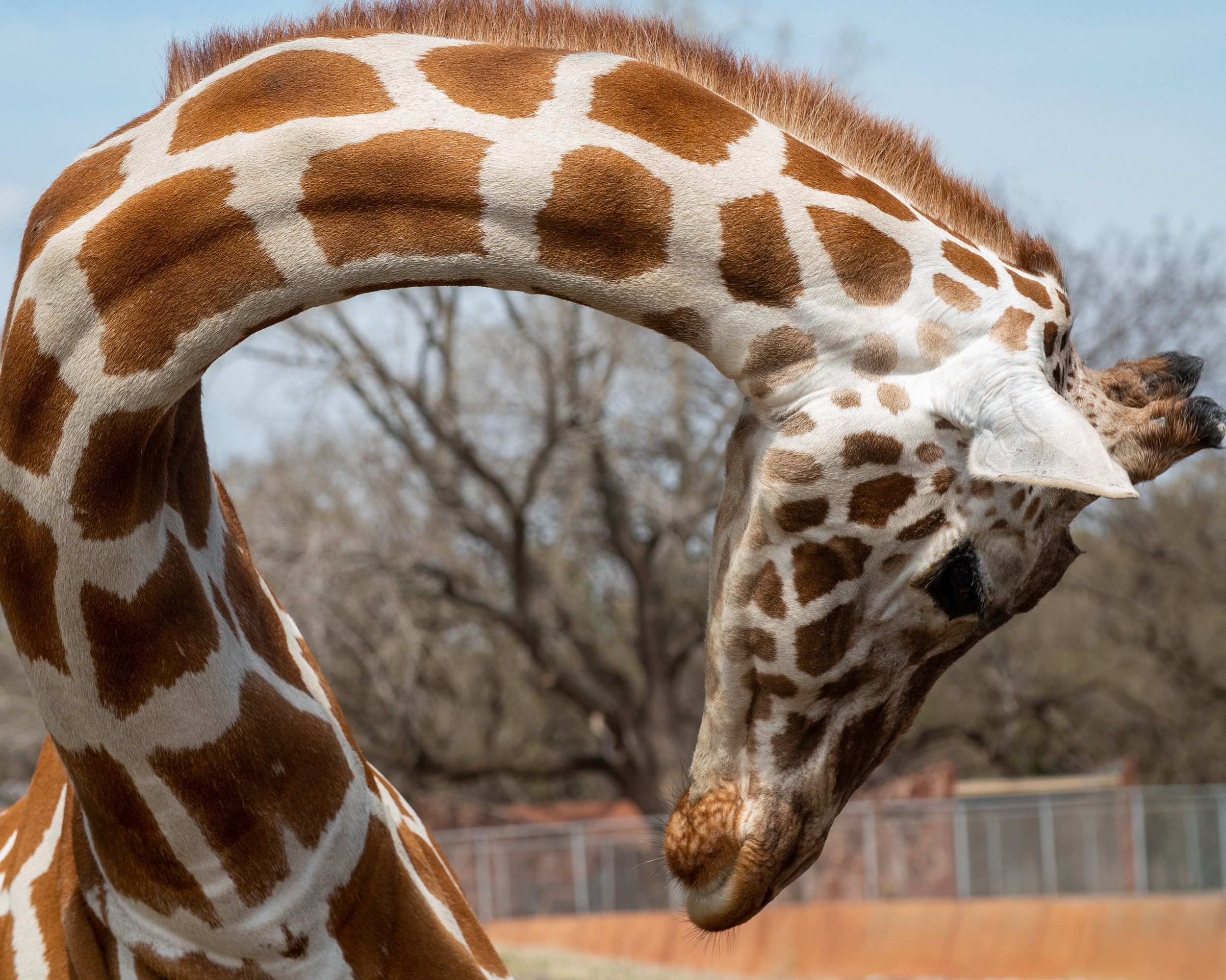 OKC Zoo 3-29 (23 of 24).jpg
