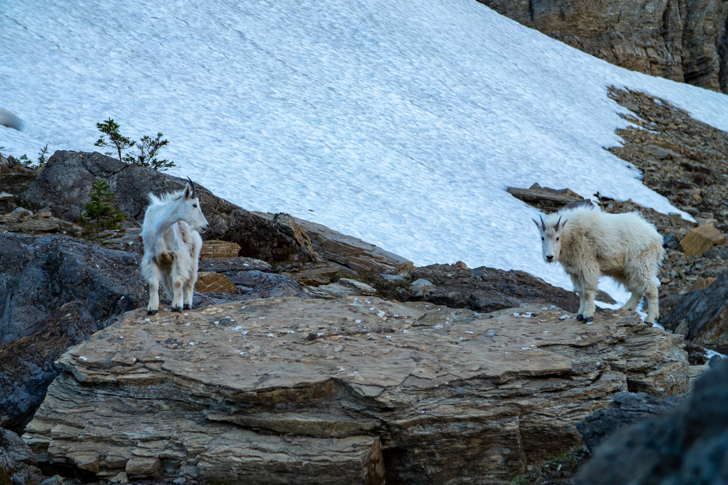 Glacier 2018 (47 of 50).jpg
