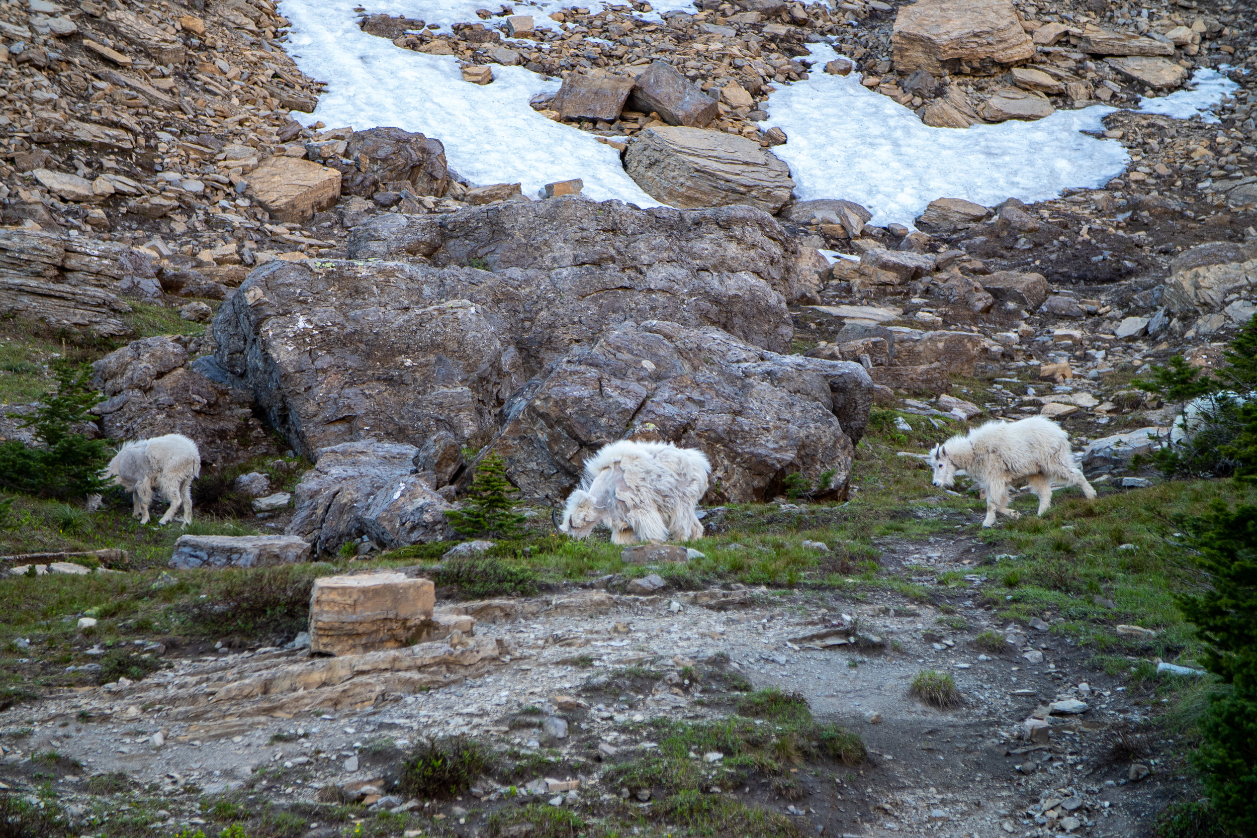 Glacier 2018 (45 of 50).jpg