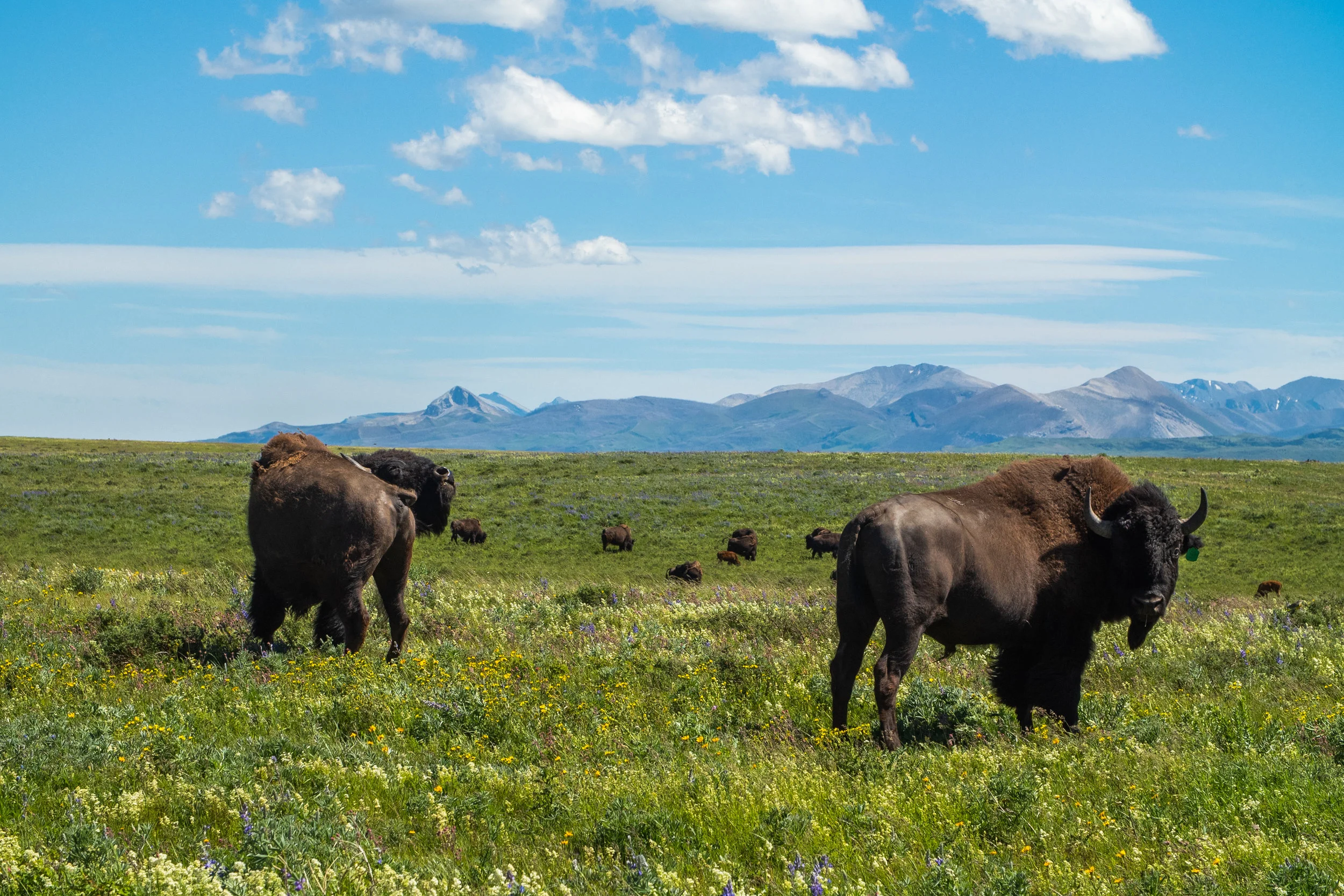 Glacier 2018 (1 of 50).jpg