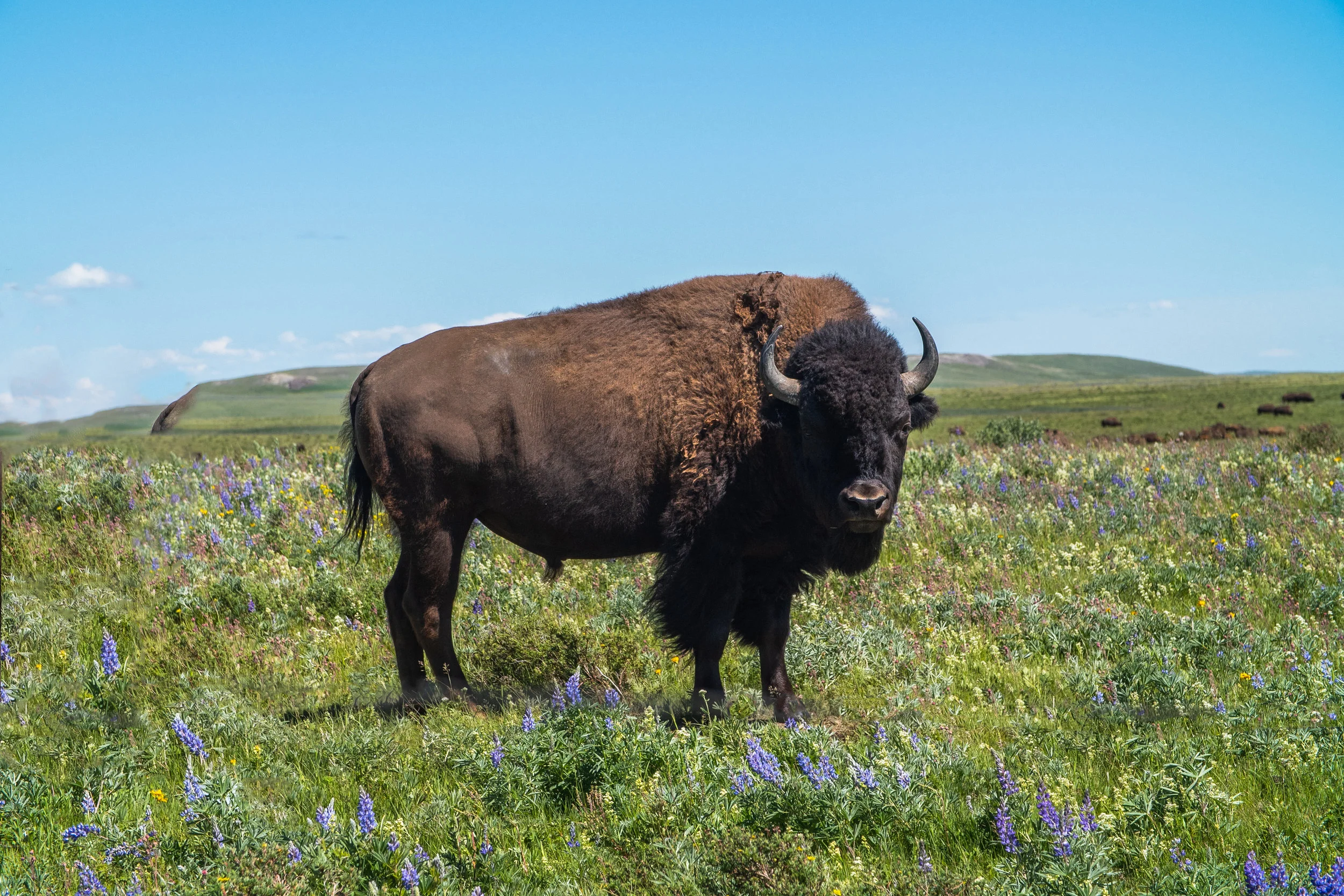 Glacier 2018 (3 of 50).jpg