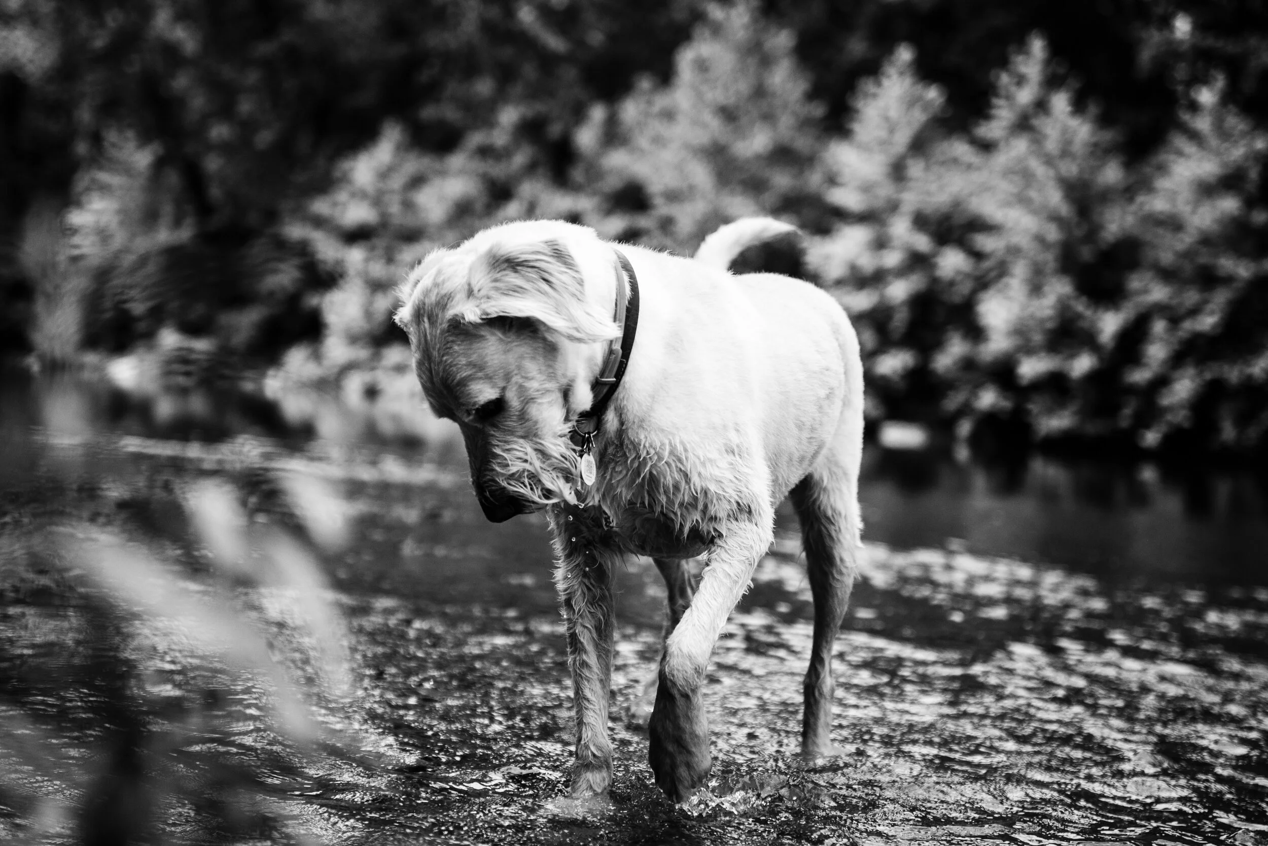 2020-08-26 George-9016.jpg