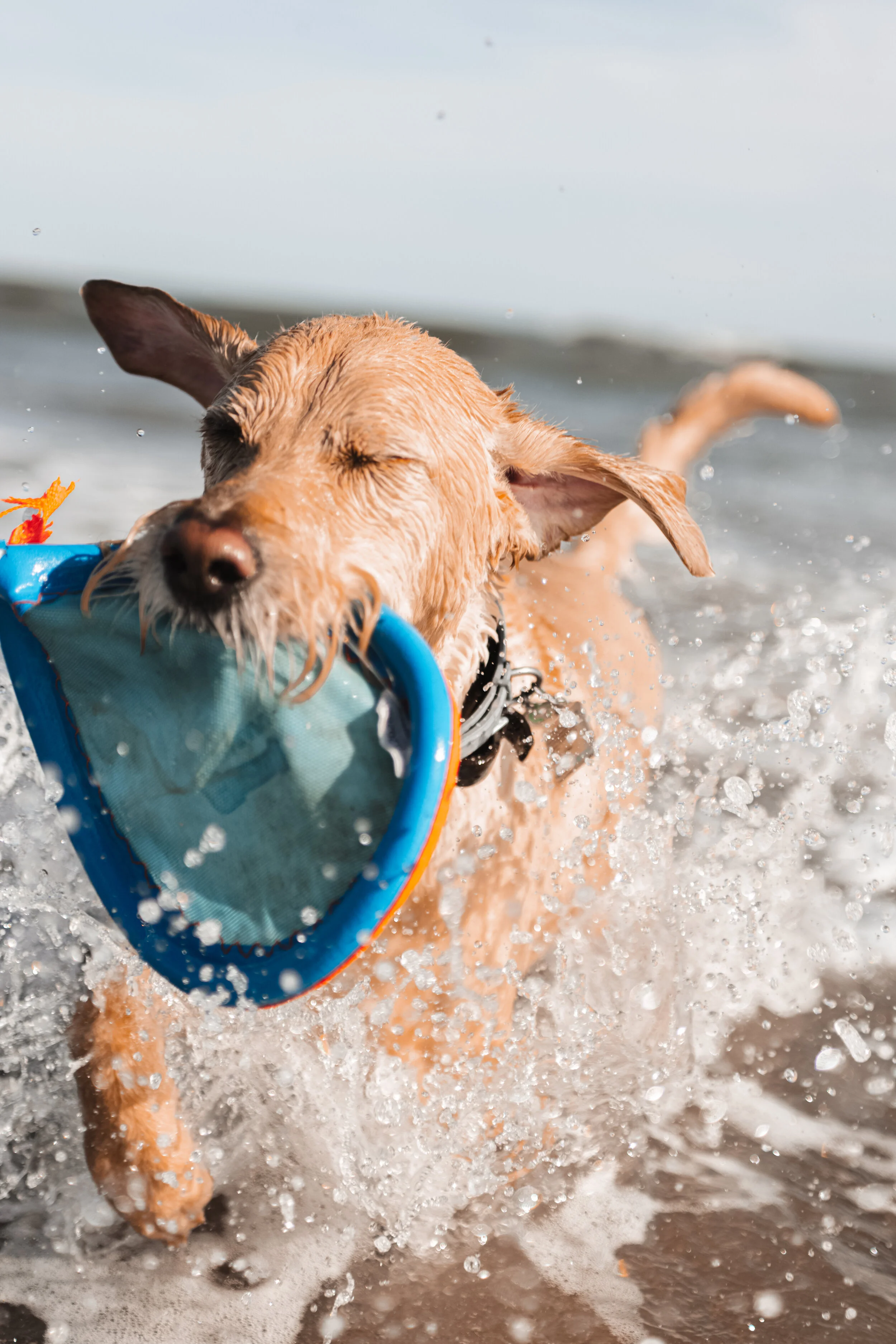 charleston (9 of 10).jpg