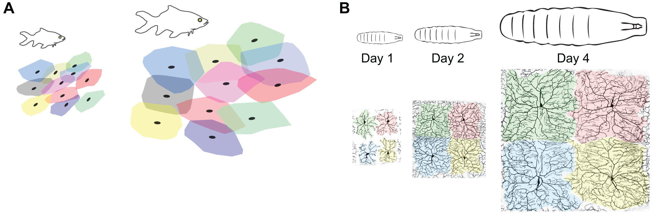 Scalar expansion of dendrite arbors. As animals grow, expansion of dendrite arbors and their substrate must be coordinated to maintain receptive field coverage. (A) Goldfish ganglion cells maintain constant coverage of the growing retina. Dendritic territories (shaded polygons) and cell bodies (black oval) are depicted for Type 1.2 ganglion cells from two fish, one 3.9 cm in length, the other 14 cm in length. Adapted from (Hitchcock, 1987). (B) Drosophila somatosensory neurons establish dendritic coverage of the body wall by Day 2 of development and maintain this coverage even as larvae grow more than 10-fold in linear dimensions. Confocal images show dendrite arbors on Day 1, 2 and 4 of development; dendritic territories of individual neurons are shaded.