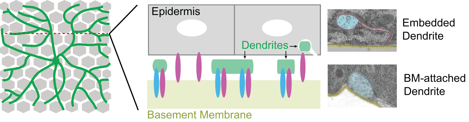 Drosophila larval sensory dendrites (green) grow over a monolayer of epithelial cells (gray) in a mostly two-dimensional plane, attached to a collagen-rich basement membrane (BM, tan) along the basal surface of epithelial cells by virtue of neuronal Integrin (magenta) and Ret (blue). The basement membrane is likewise tethered to the epidermis by epithelial Integrins. The majority of dendrites are positioned at the basal plasma membrane of epithelial cells (BM-attached dendrites; shown at high magnification in a TEM micrograph at right), but a small portion of dendrites become embedded in the epidermis.