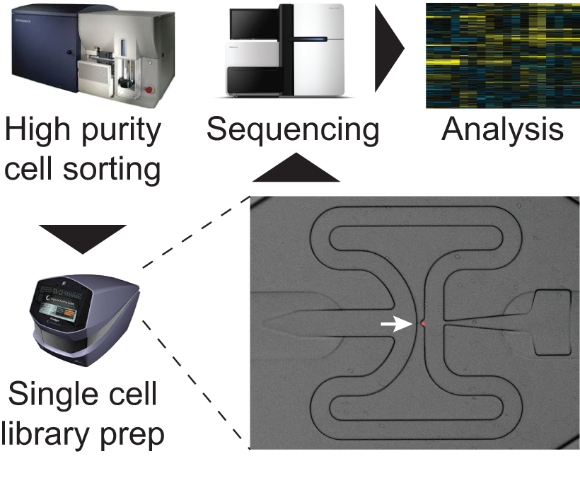 Single Cell workflow.png