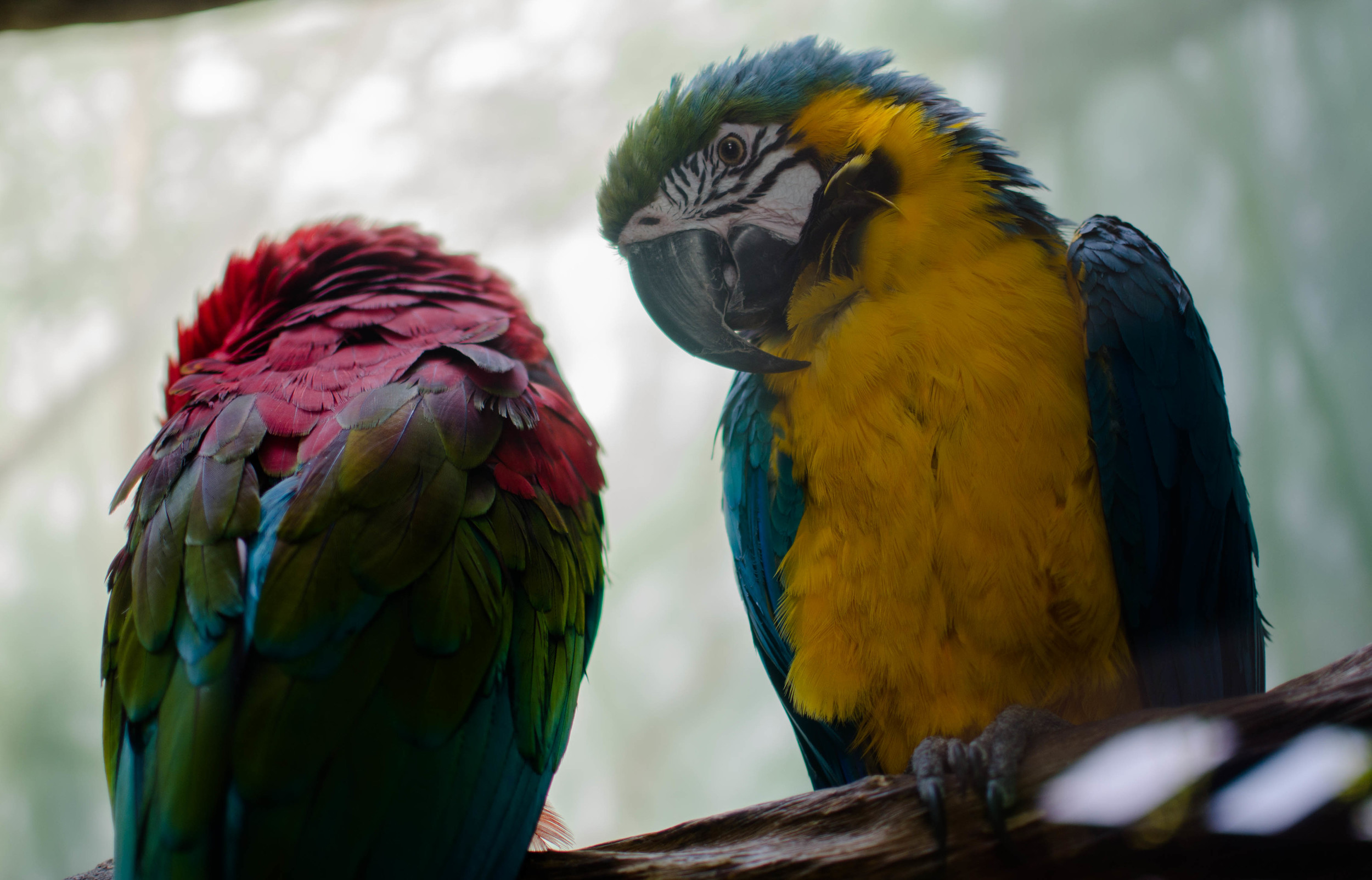 Parrots at the Central Park Zoo