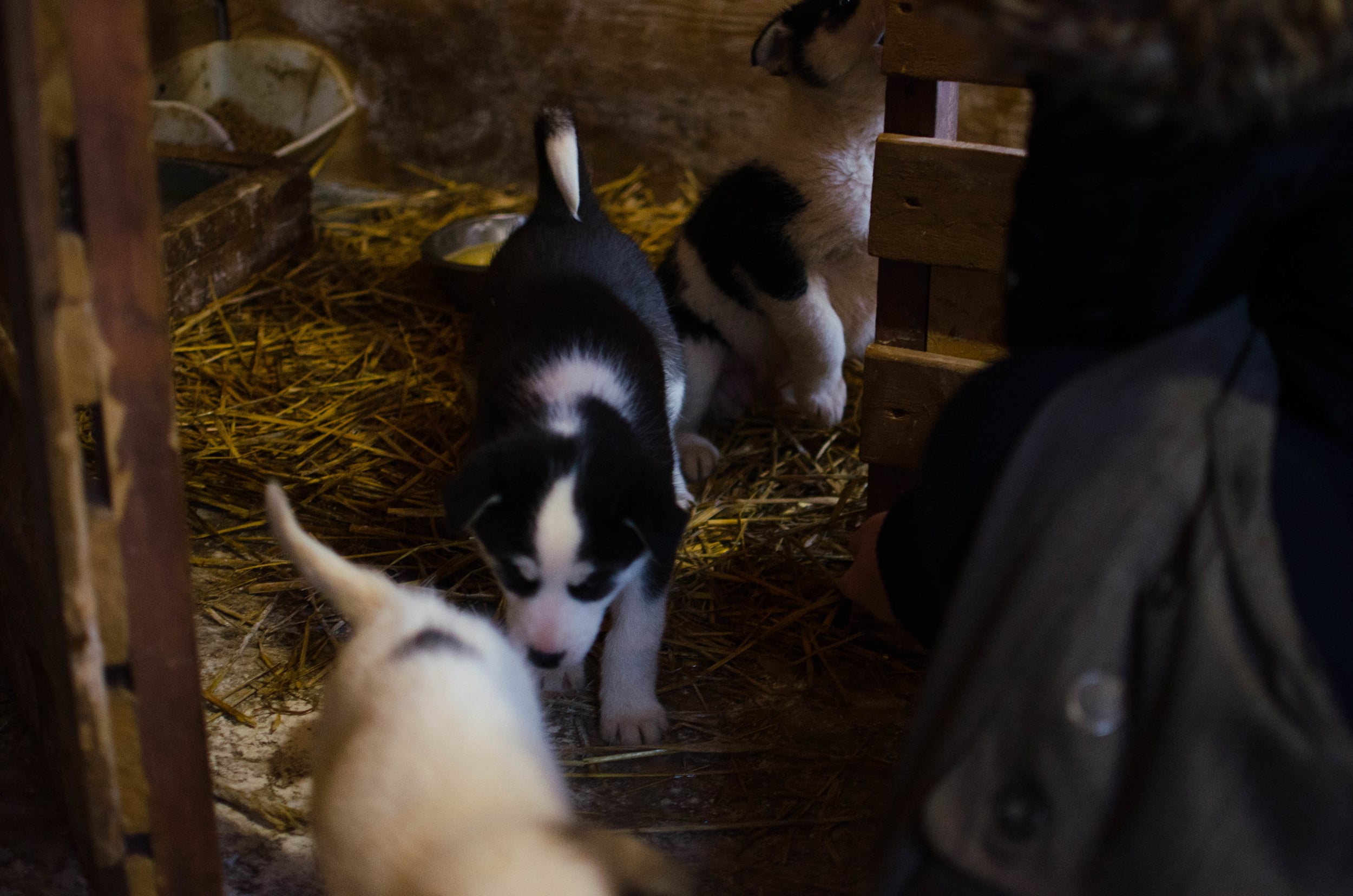  We arrived at Chenil la Poursuite to some adorable puppies! 