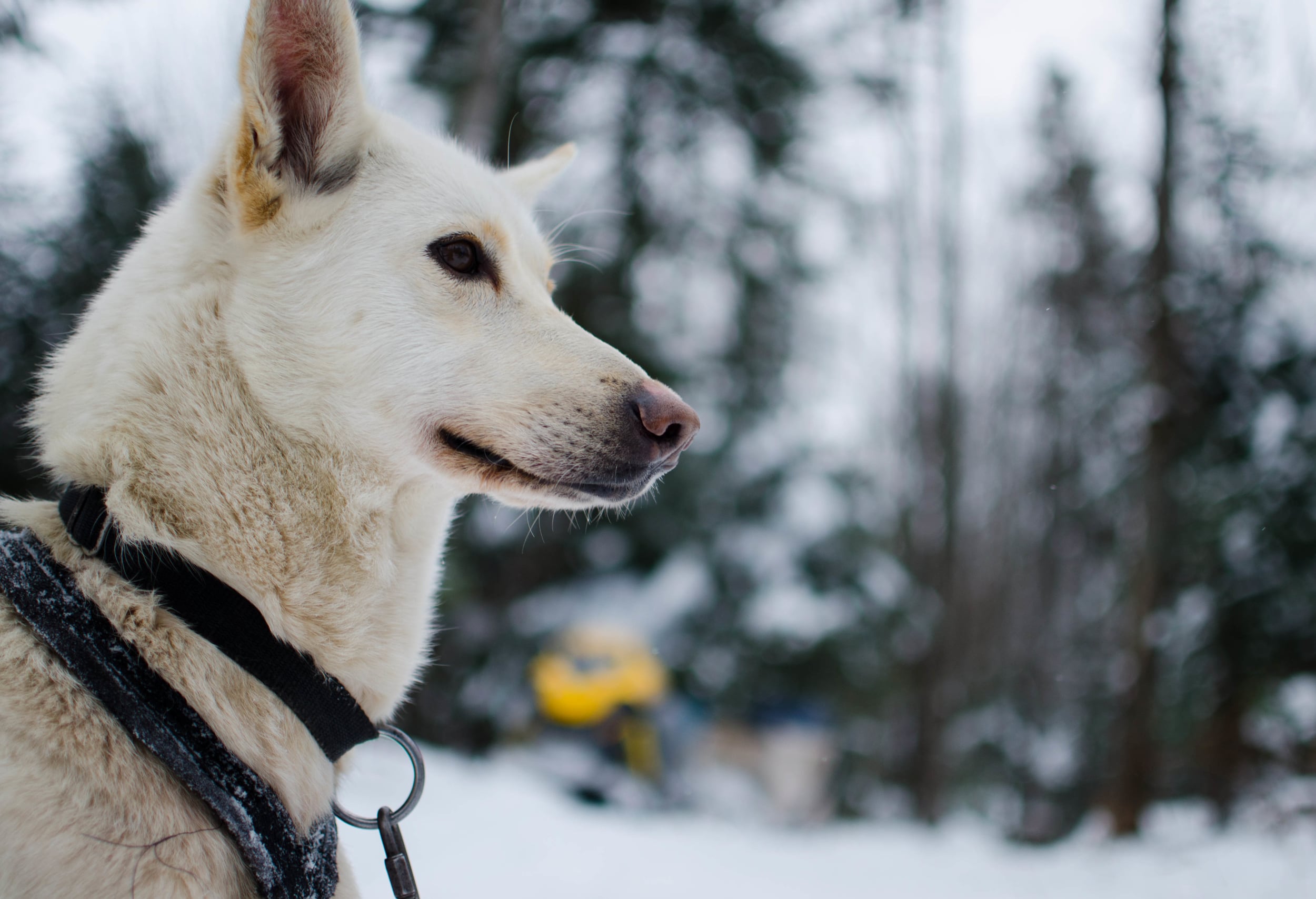  Look at this handsome fella. 