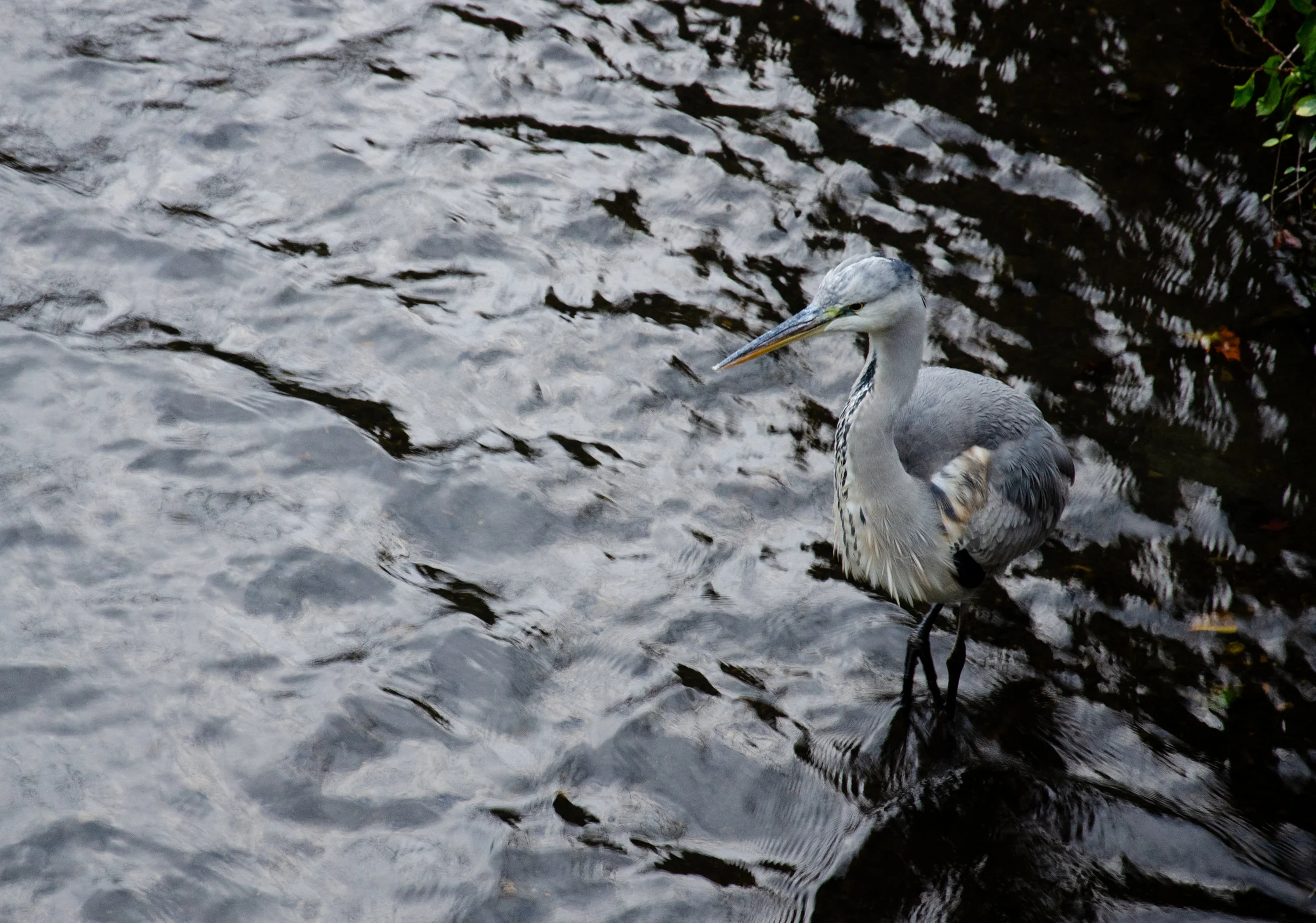 DSC_8555.jpg