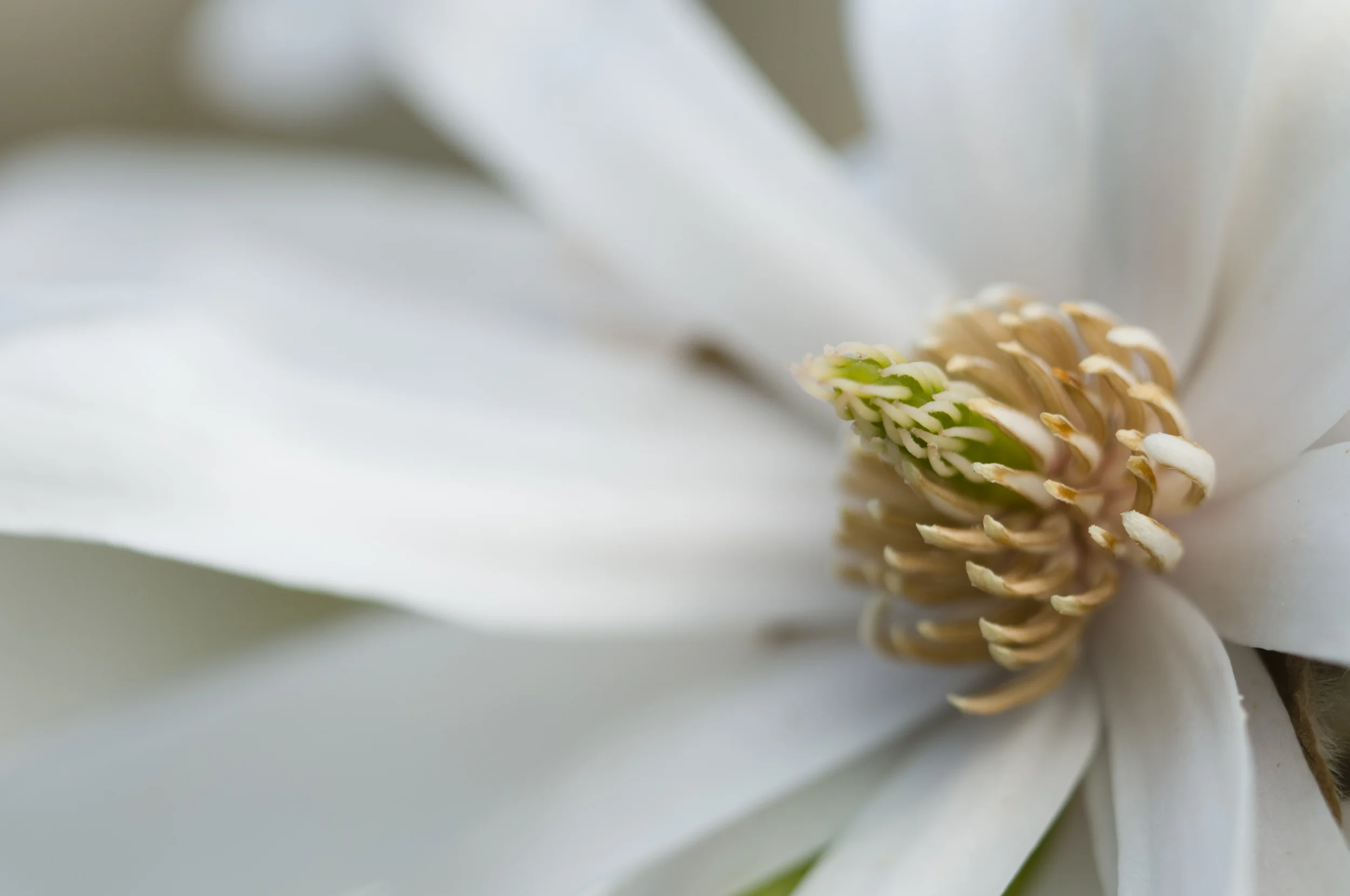magnolia-closeup.jpeg