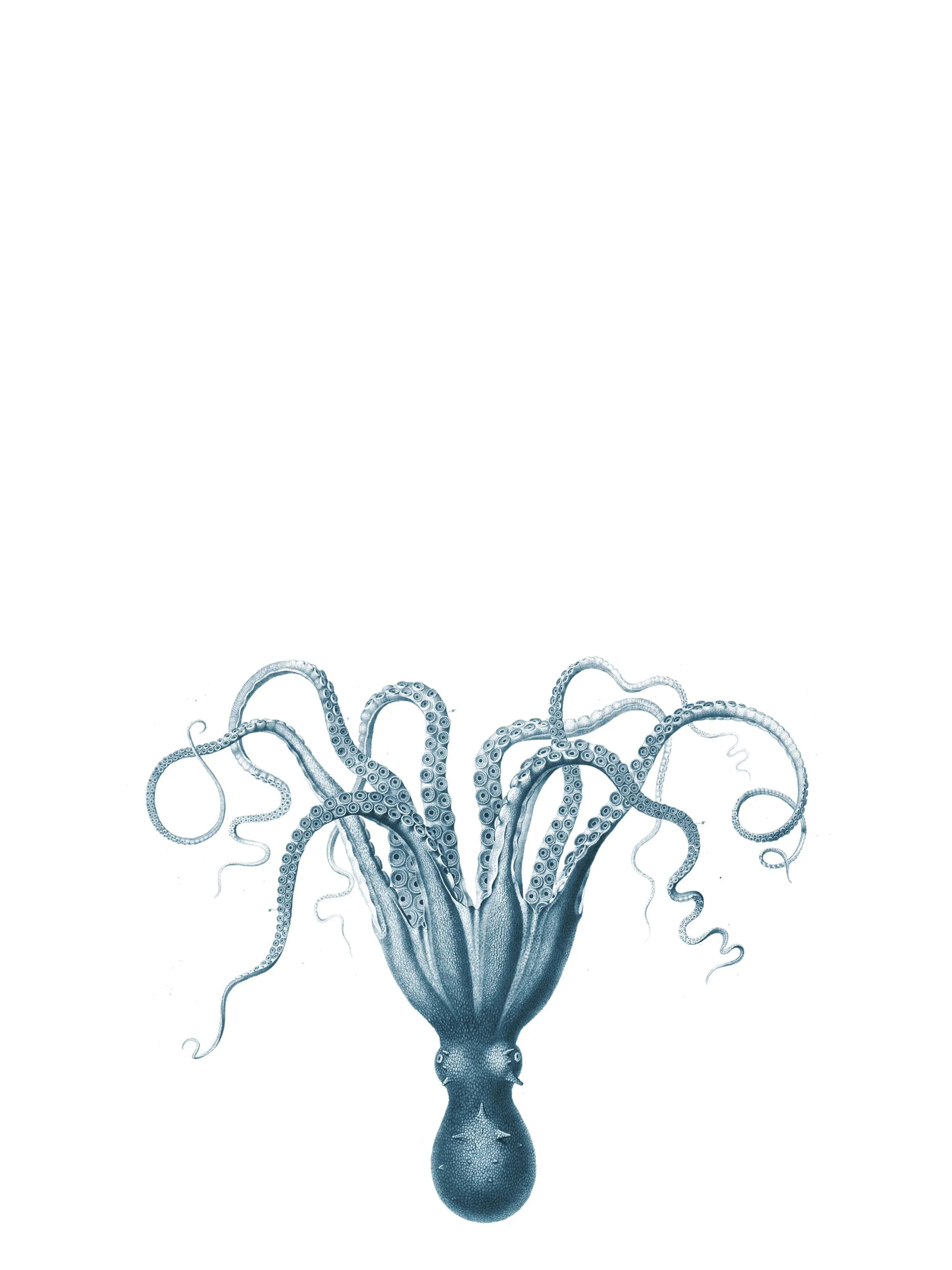 blueOctopus.jpg
