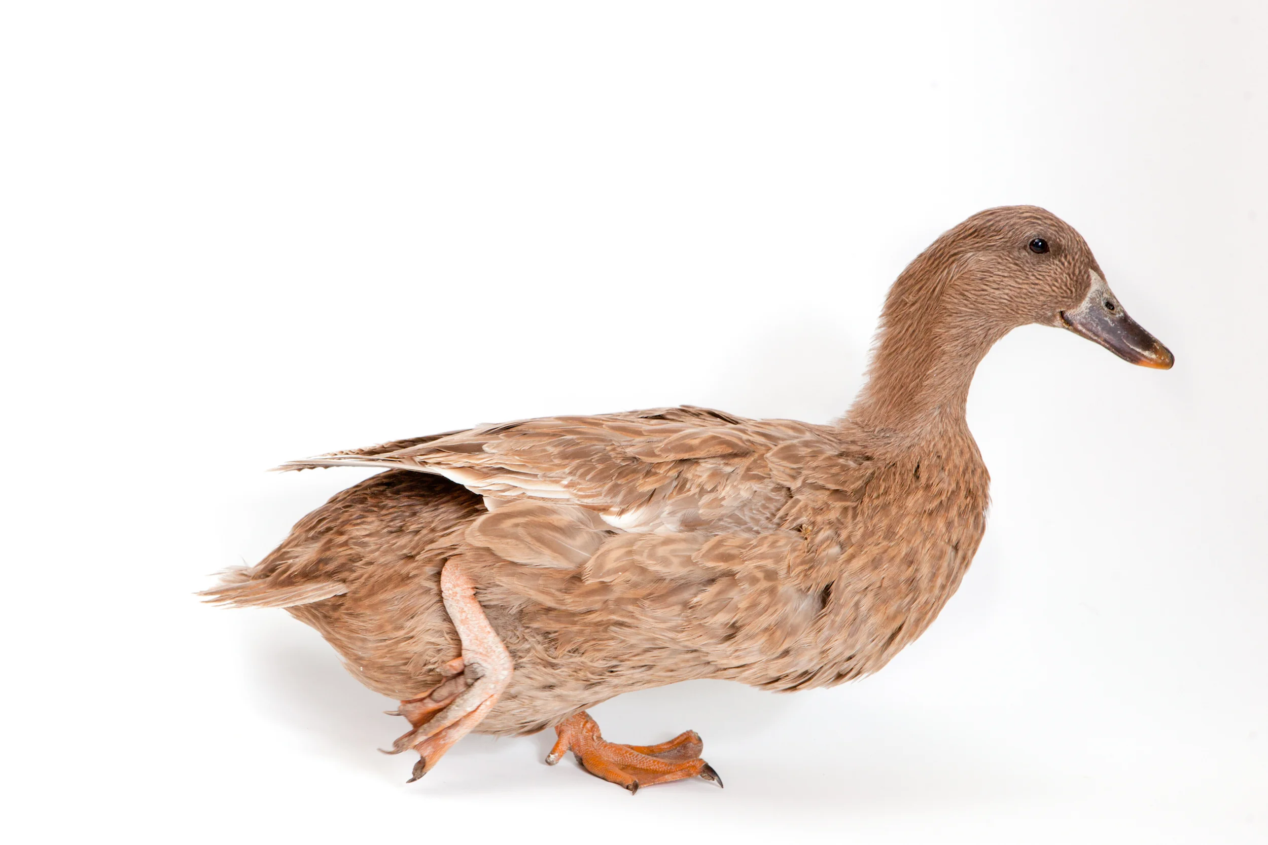Khaki Campbell Duck