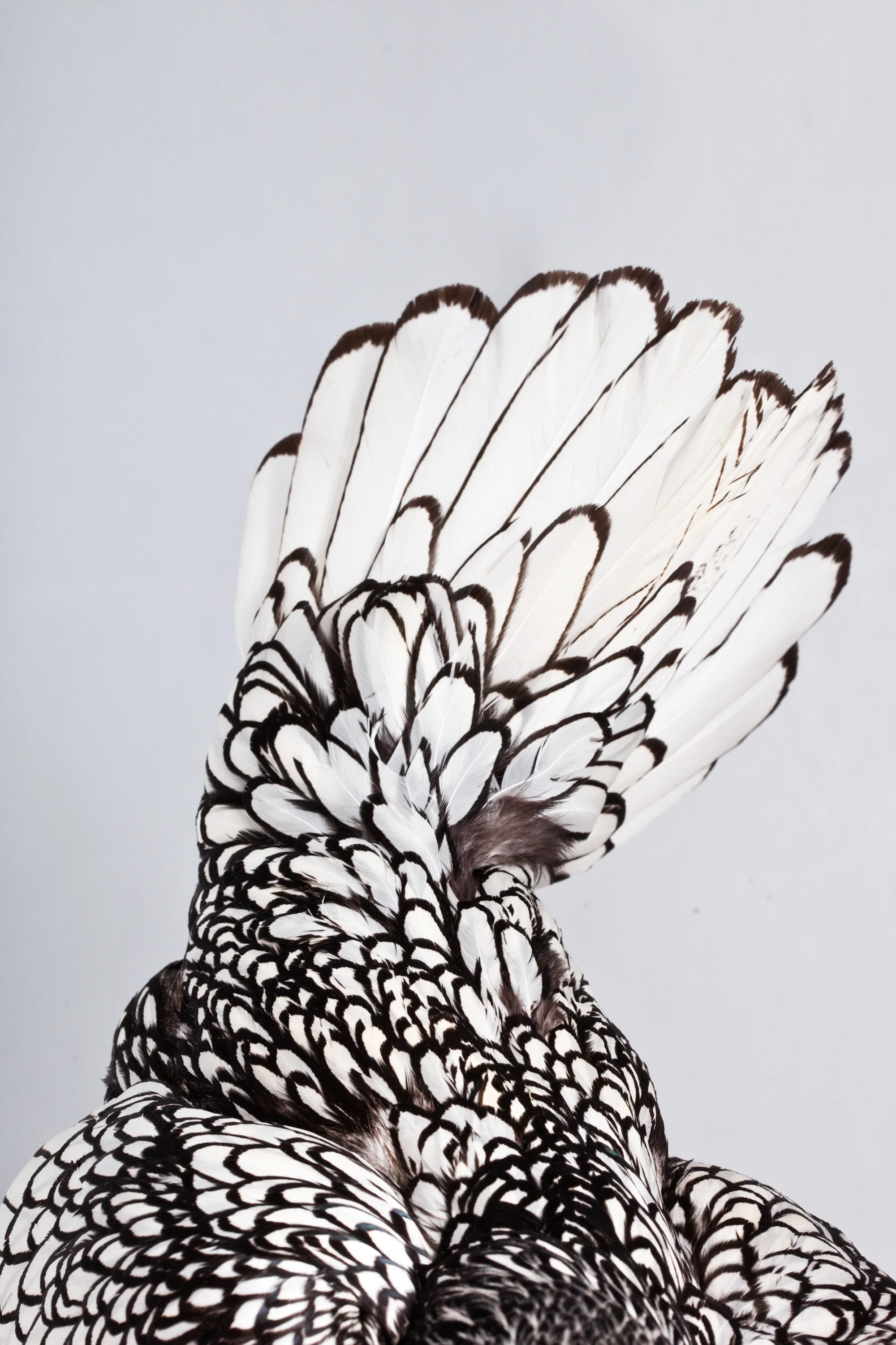 Sebright chicken