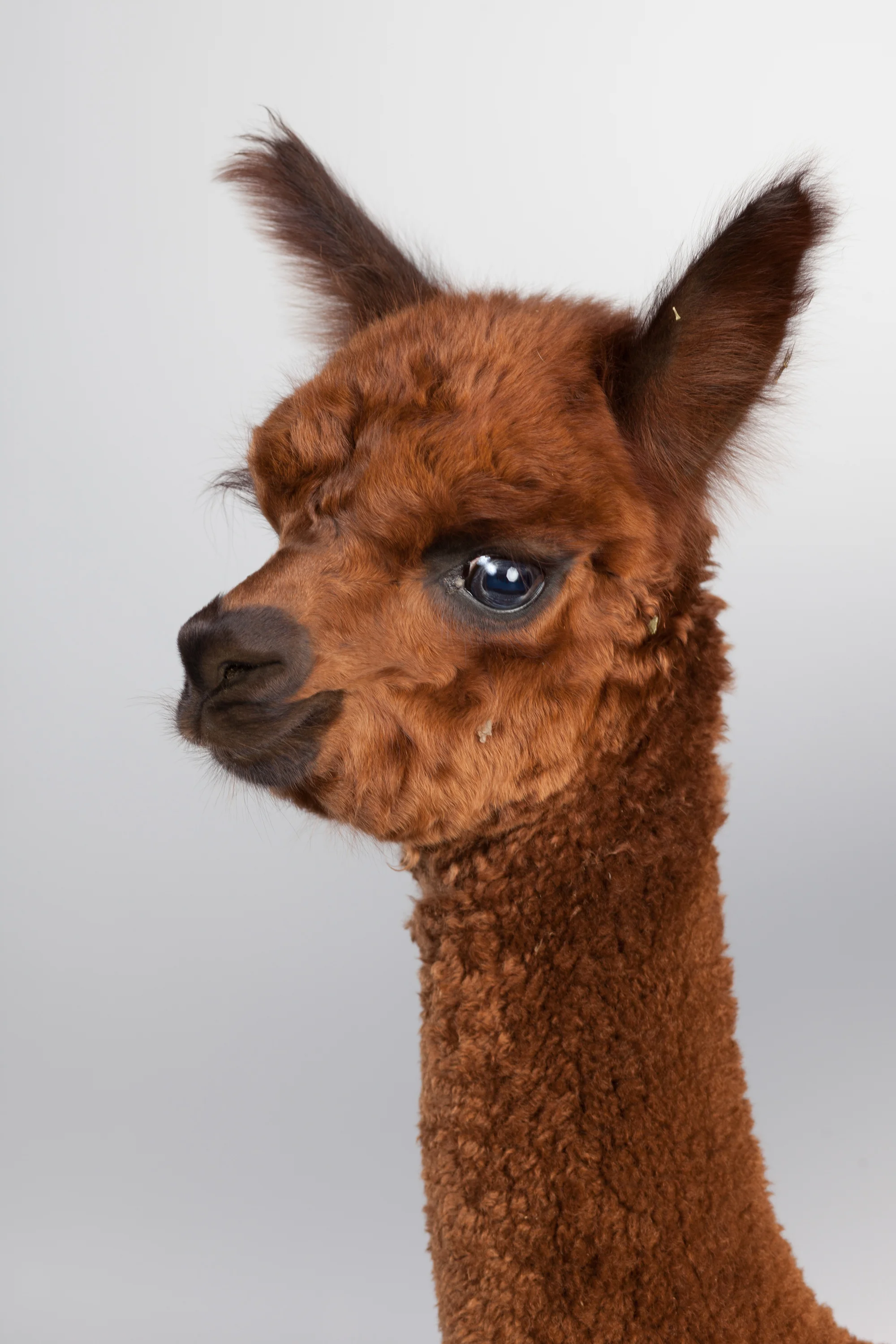 Baby Huacaya Alpaca