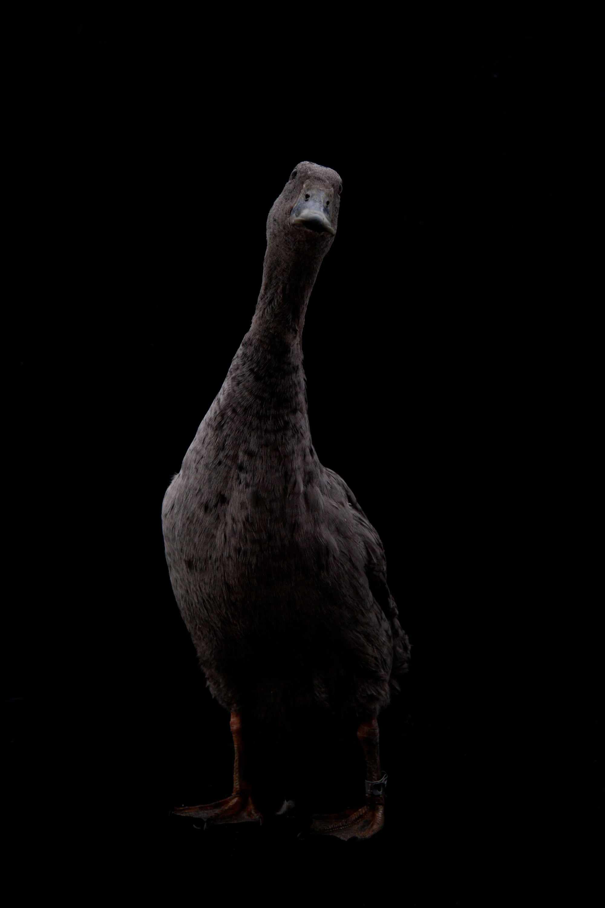 runner duck
