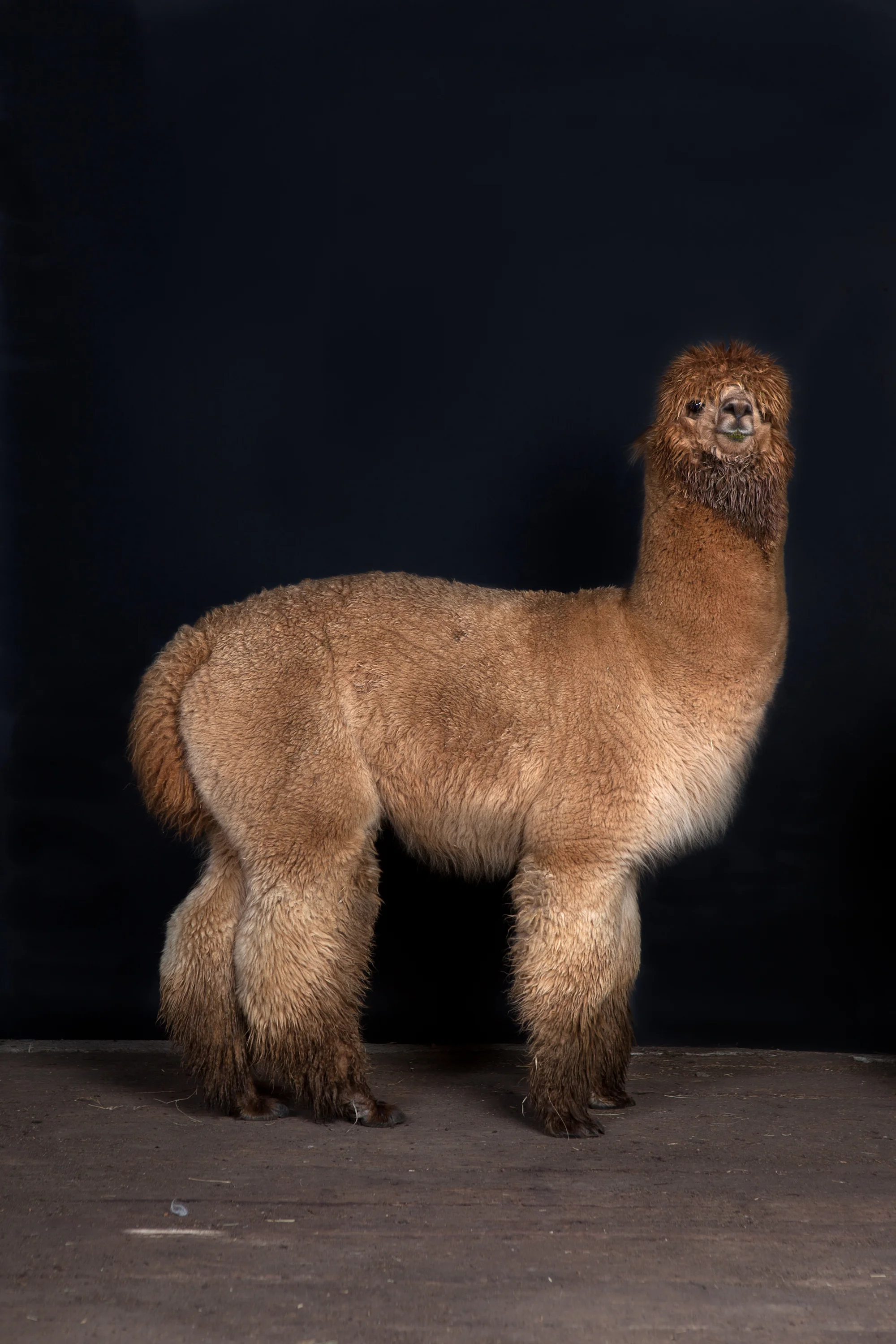 Full Fleece Huacaya Alpaca