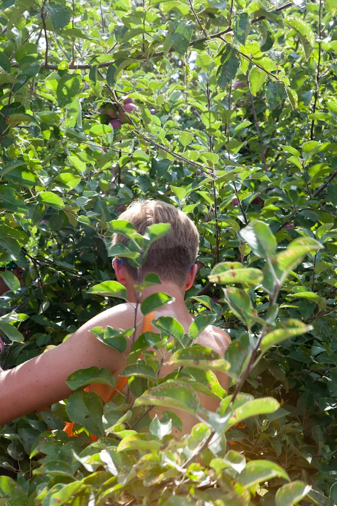 gleaning_ctfoodbank_-3309.jpg