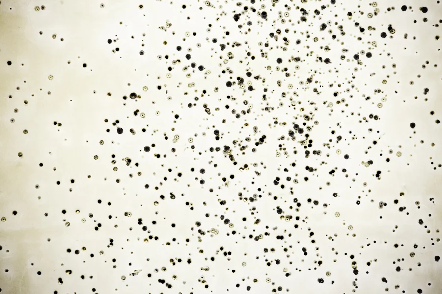 bulletholes005.jpg