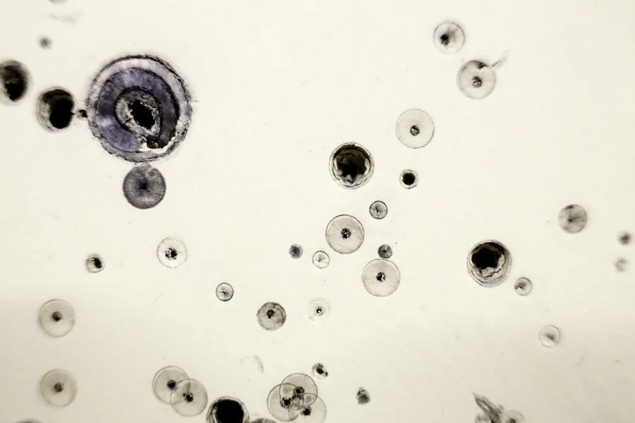 bulletholes006.jpg