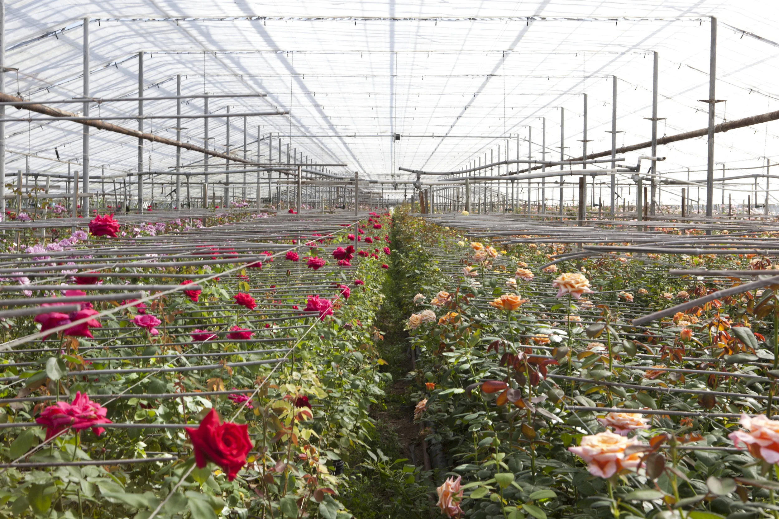 modfarm_roses_-3543.jpg