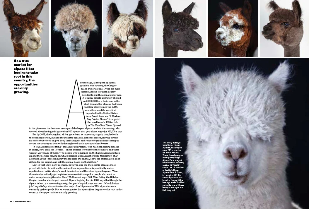 tear_mf_alpaca_2.jpg