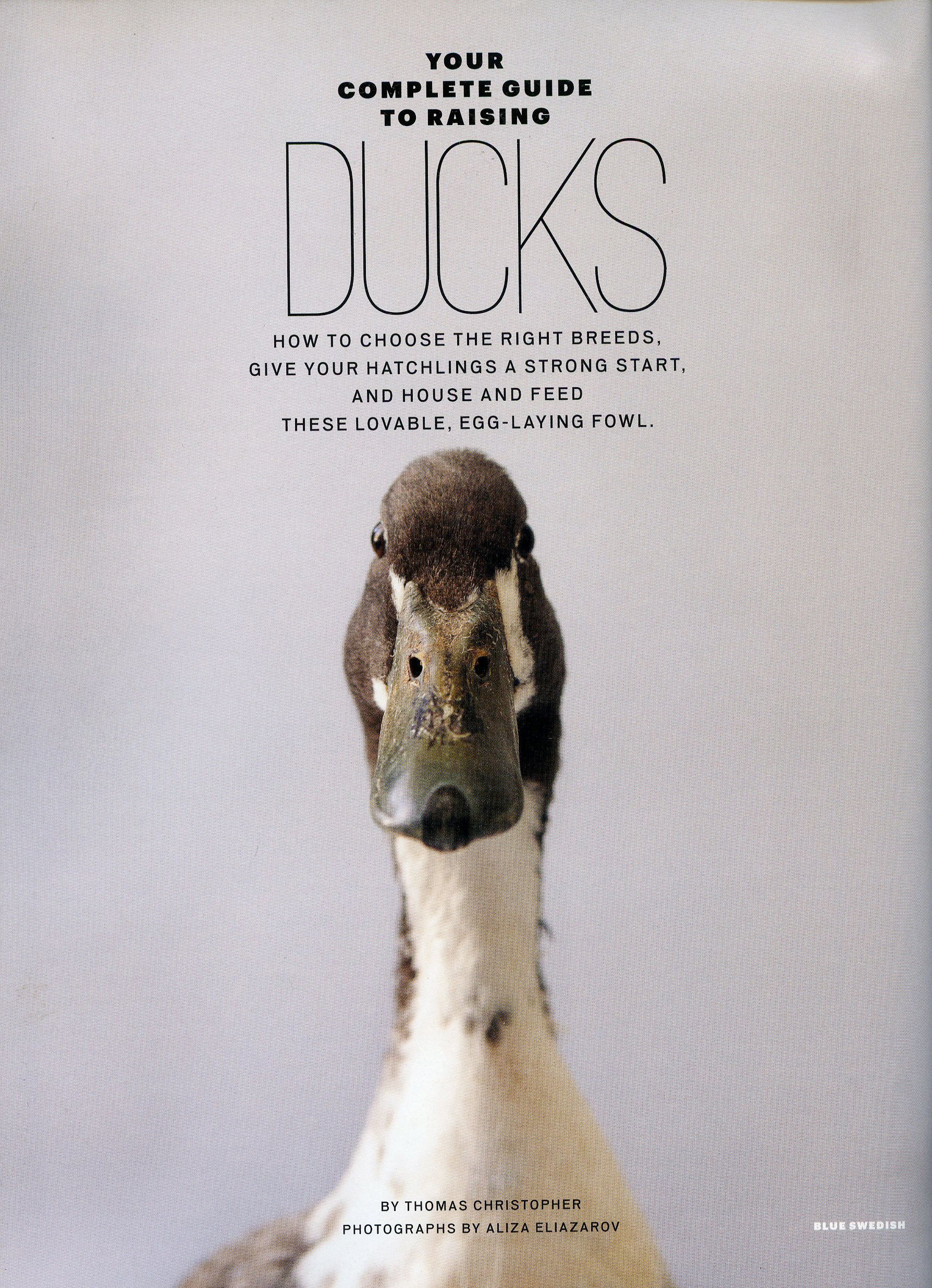 tearsheet_modfarm_duck004.jpg