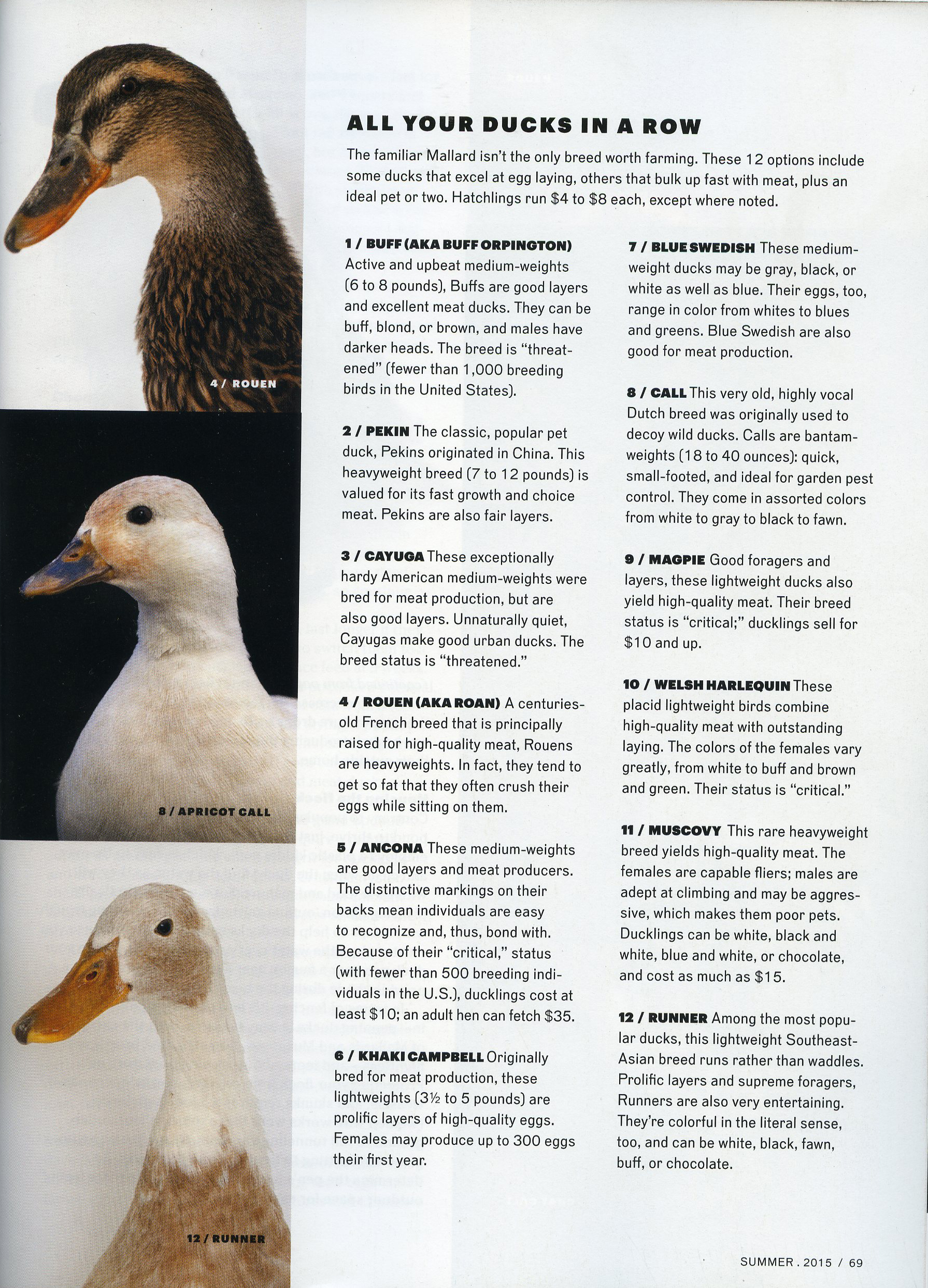 tearsheet_modfarm_duck009.jpg