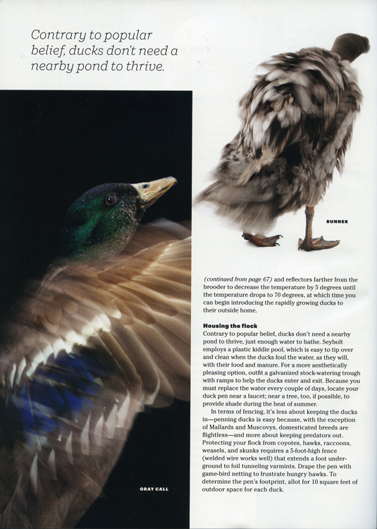 tearsheet_modfarm_duck010.jpg