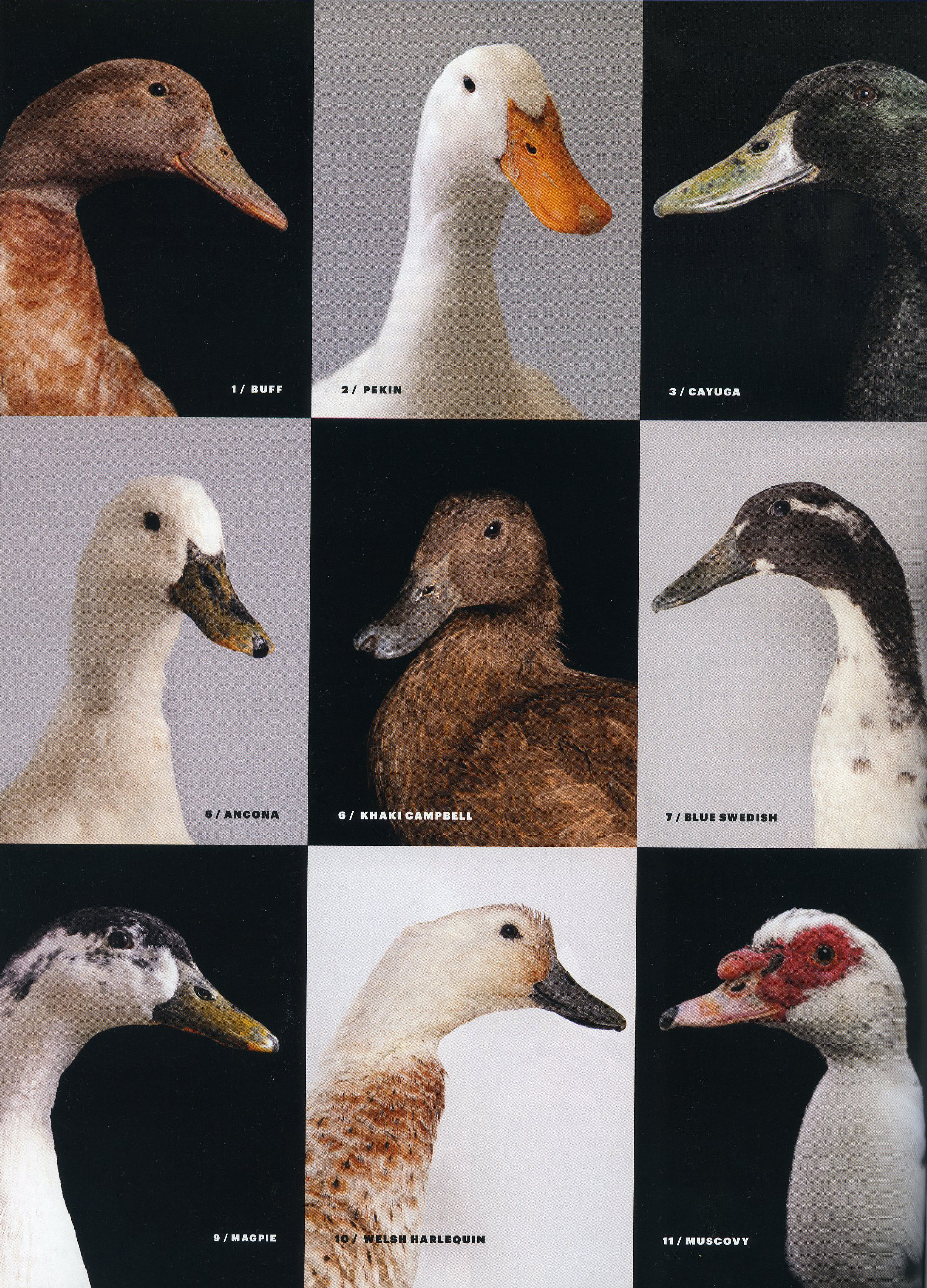 tearsheet_modfarm_duck008.jpg